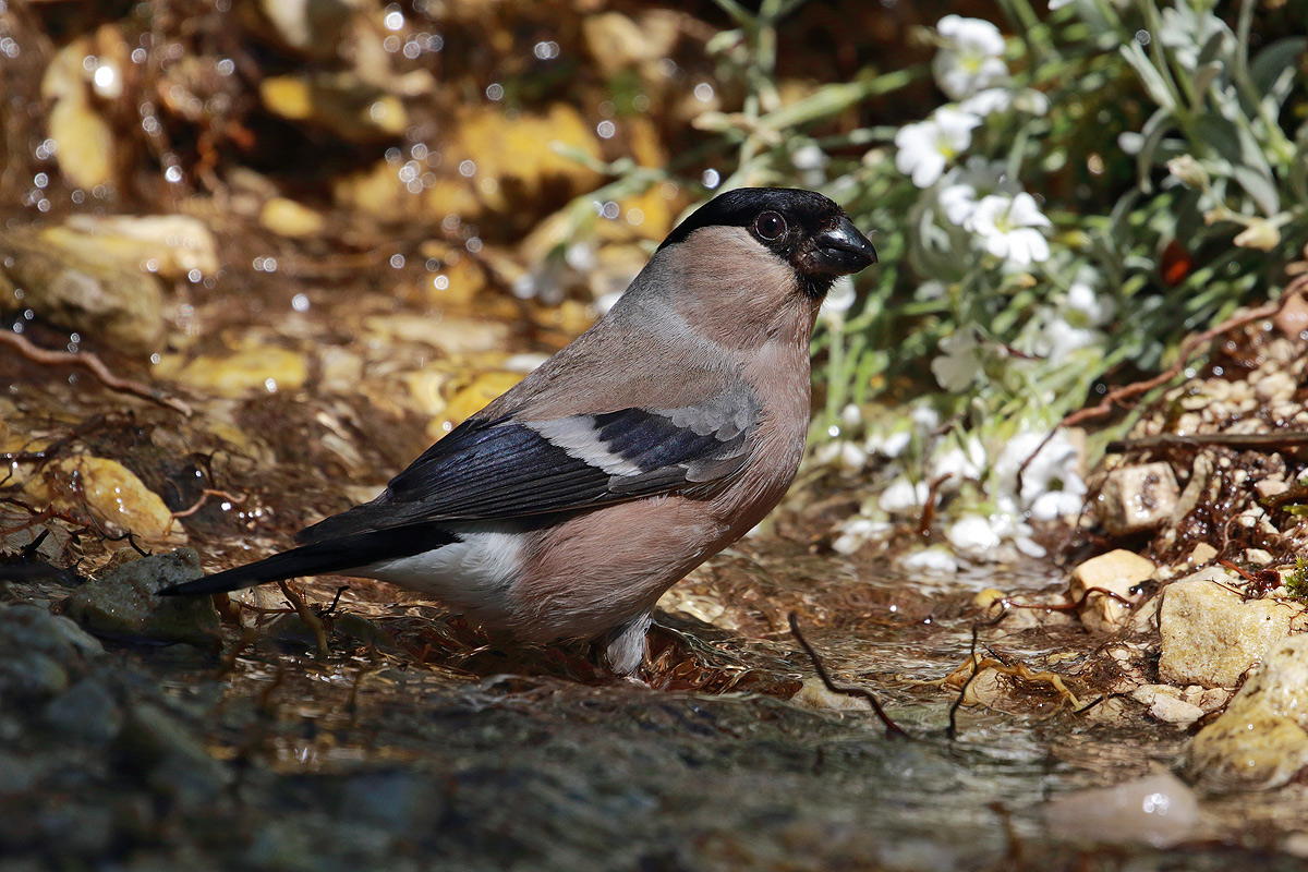 Female bullfinch