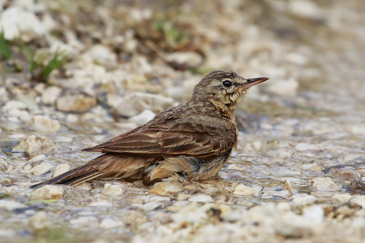 Tawny Pipit