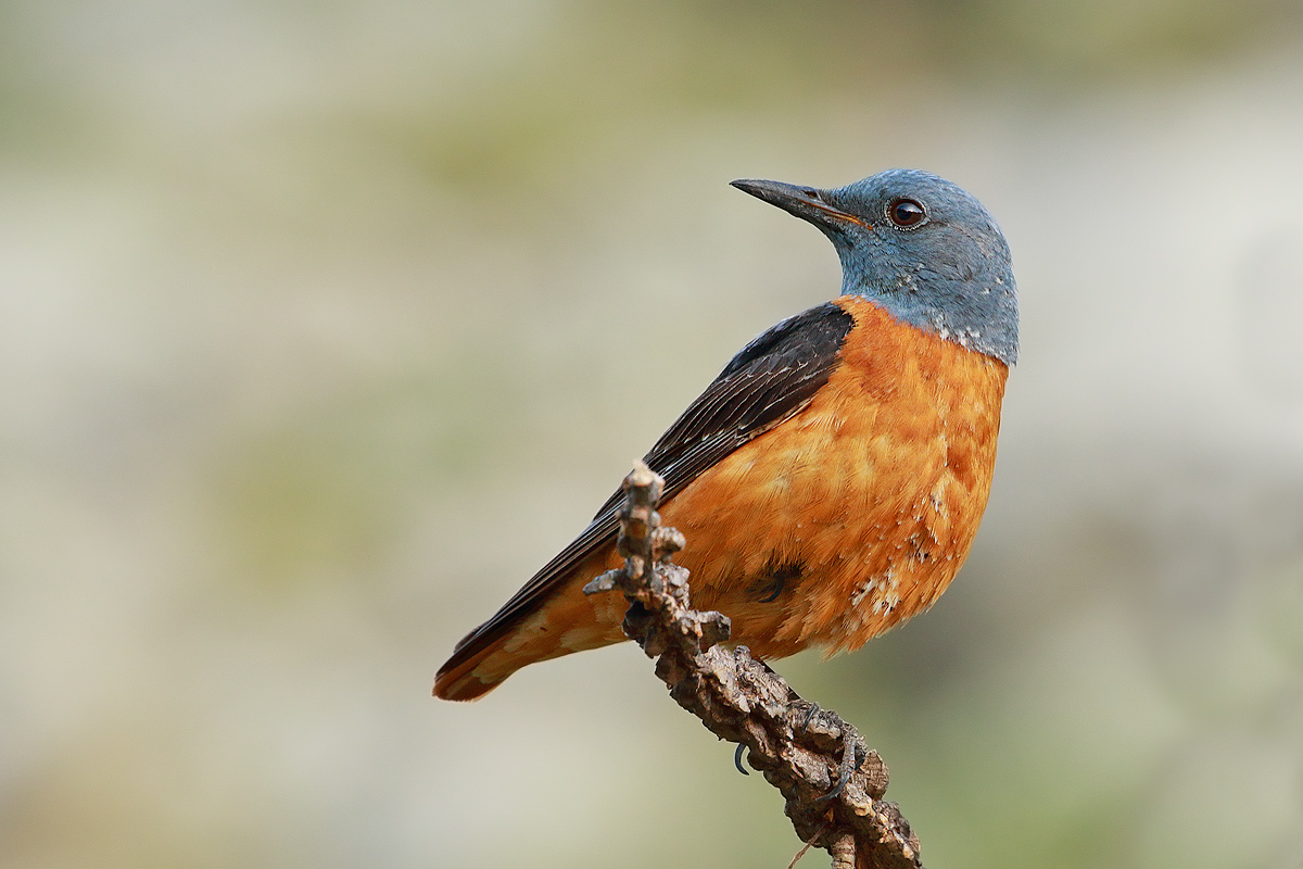 redstart