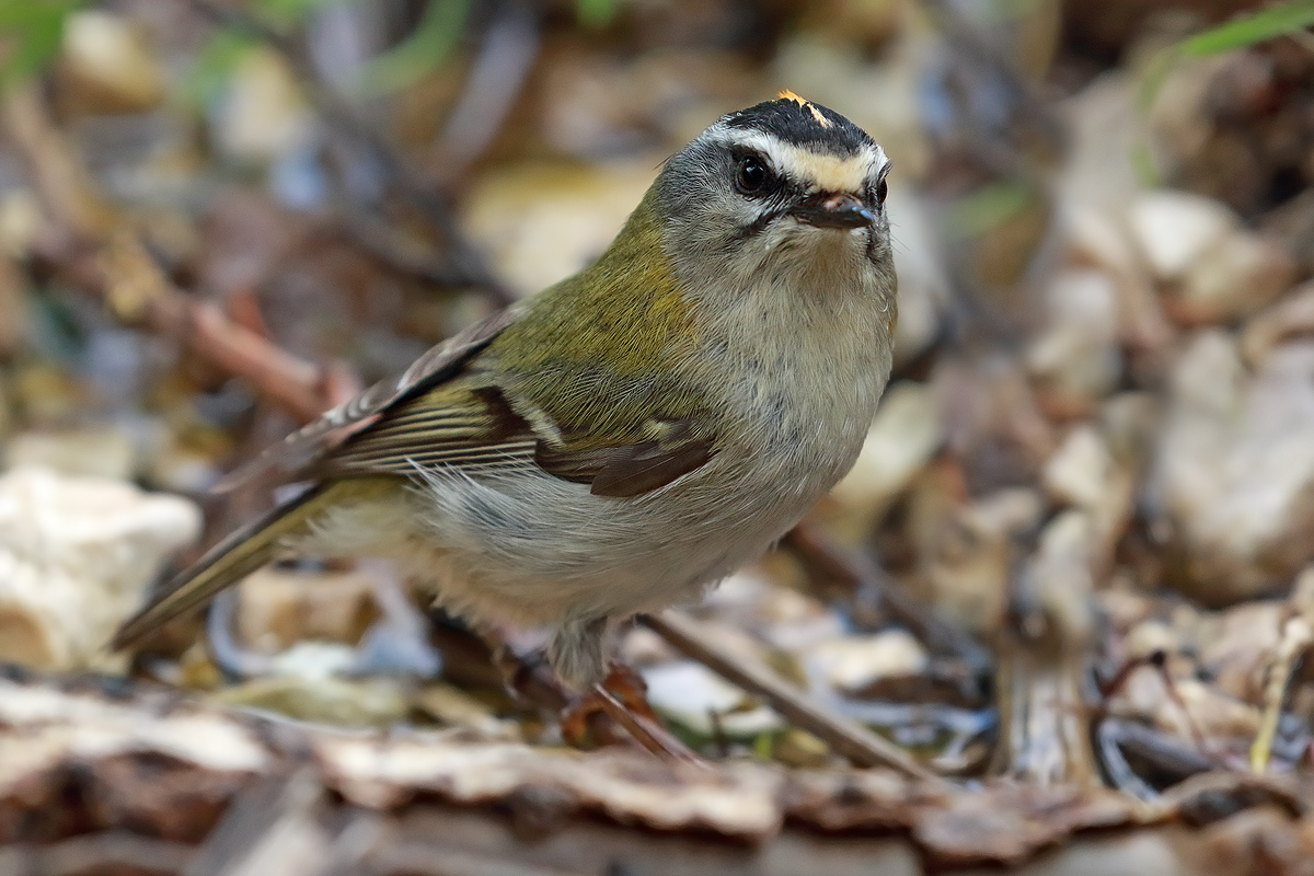 Firecrest