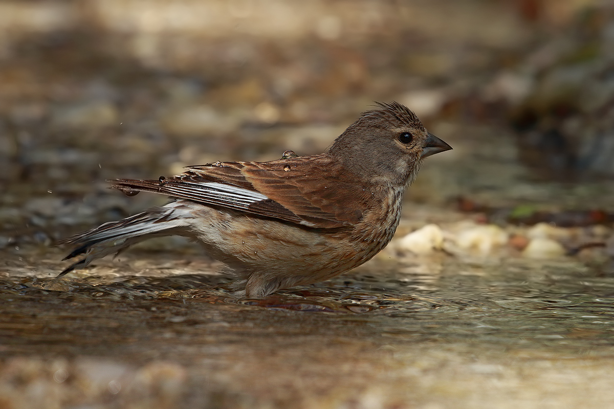 Linnet