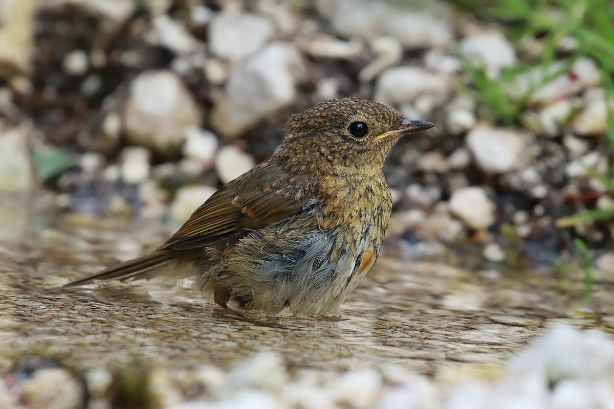 Young robin