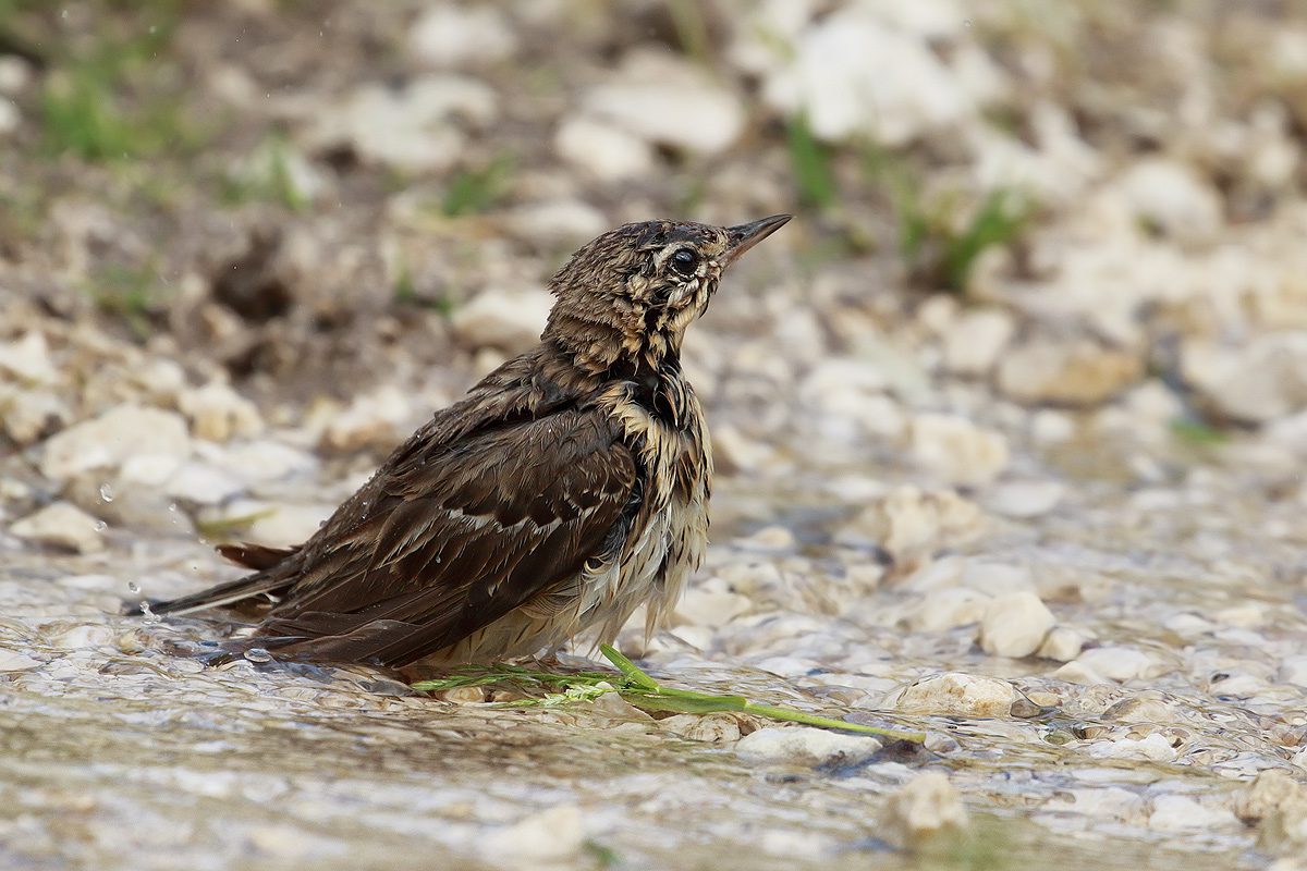 Tree Pipit