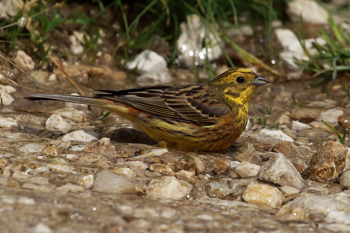 Yellow bunting