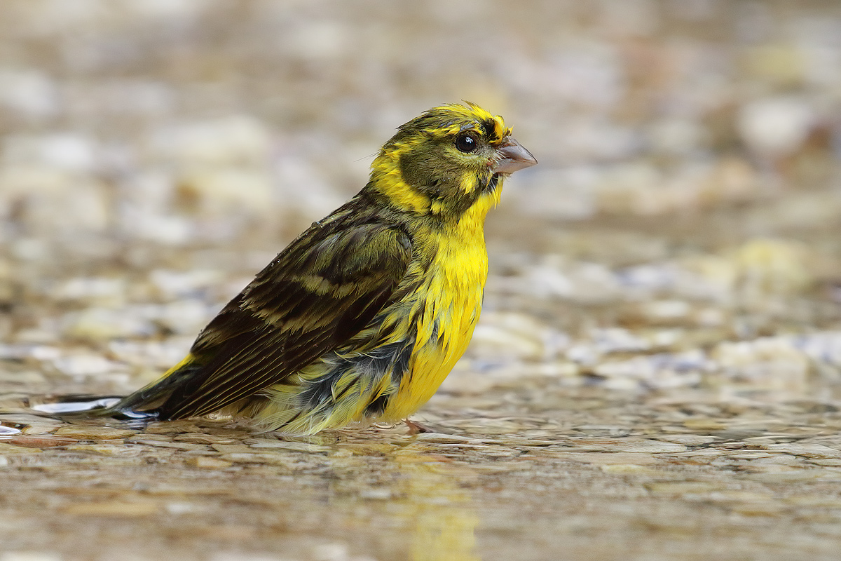 Yellow bunting