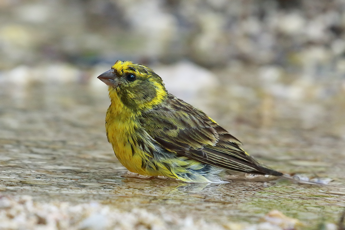 Female yellow bunting
