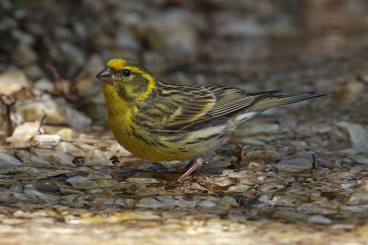 Female yellow bunting