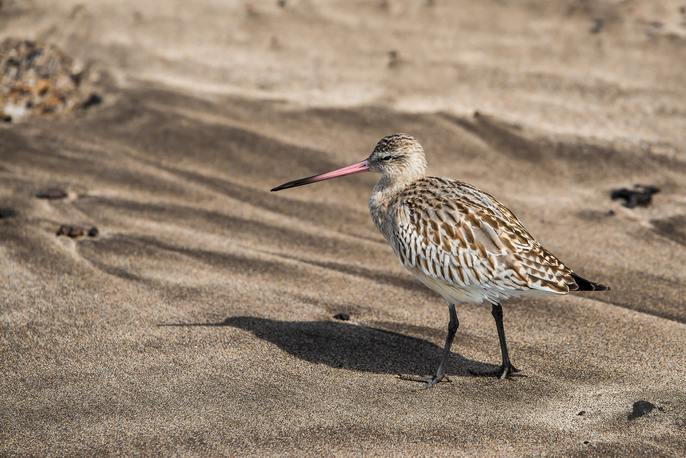 solo il becco si dissocia dal colore circostante.......