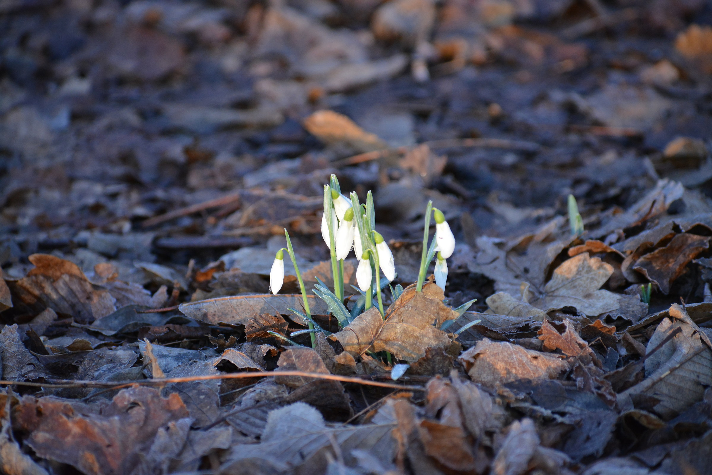 first snowdrops