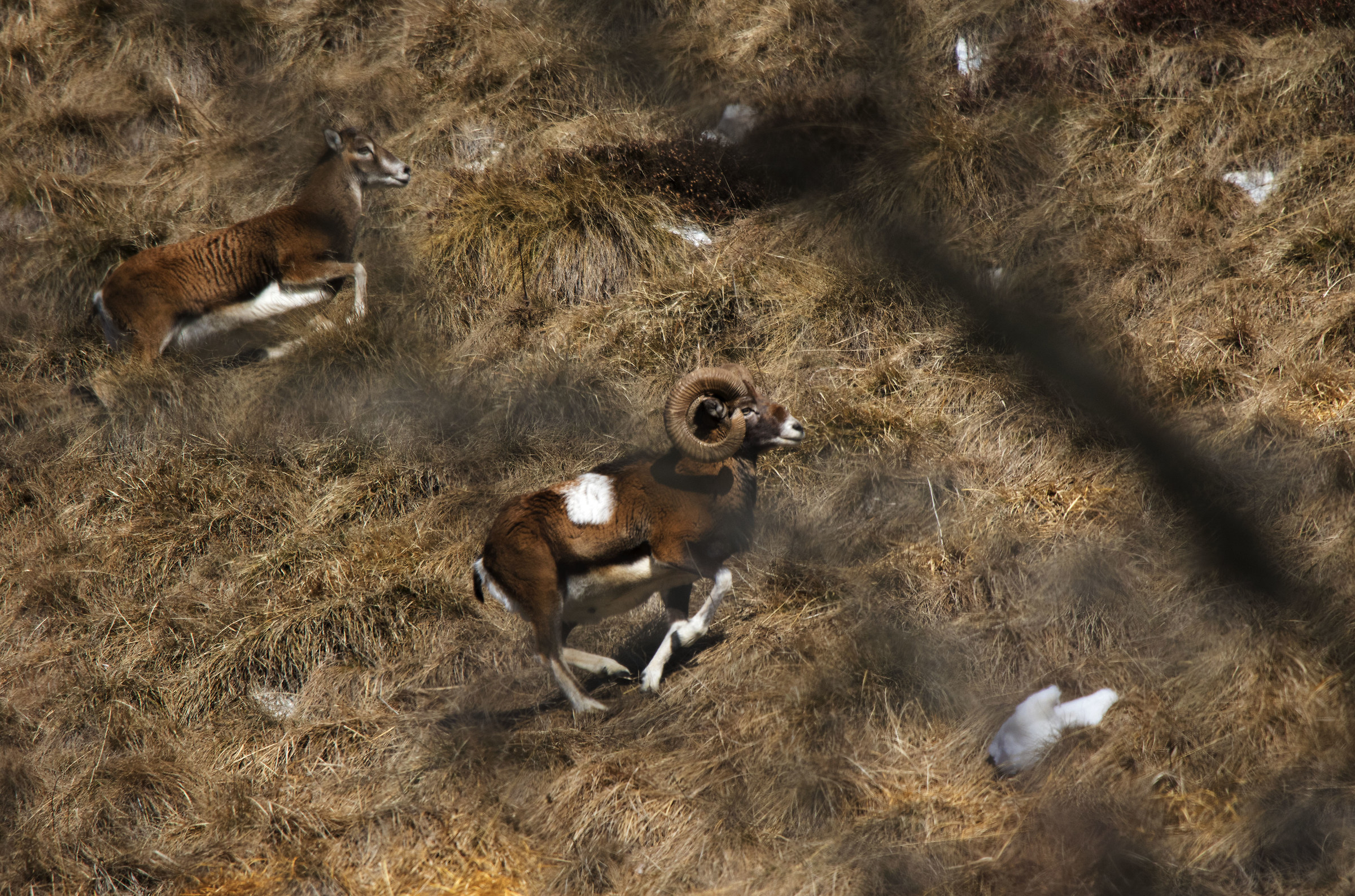 mouflons on the run