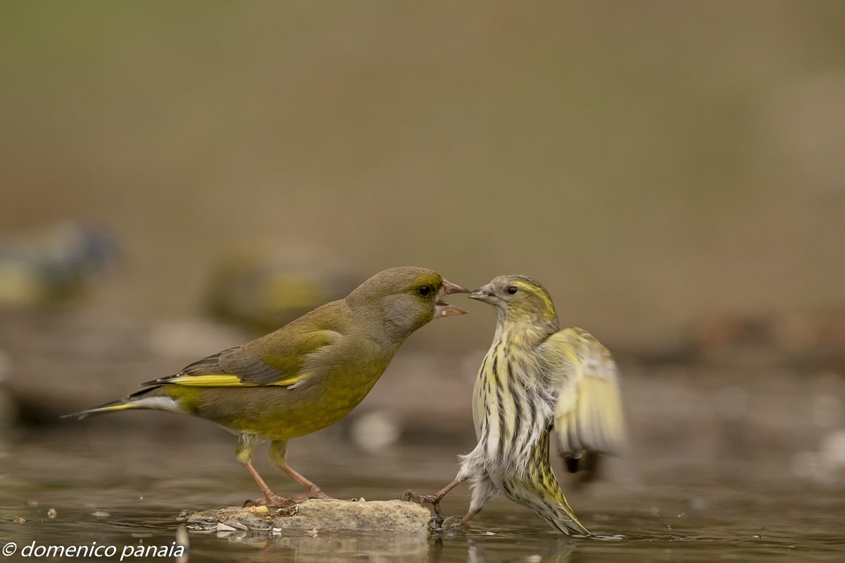 verdone vs lucherino