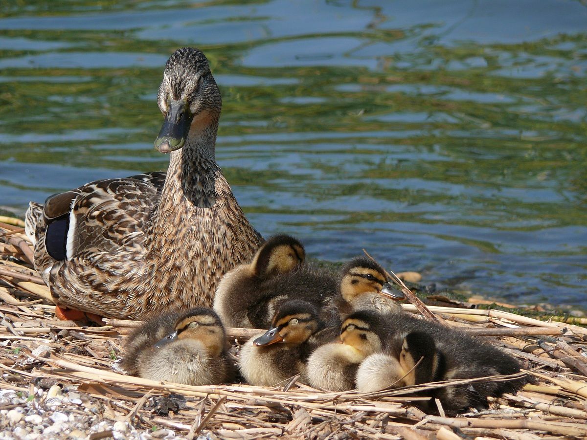 sssssss...... dormono