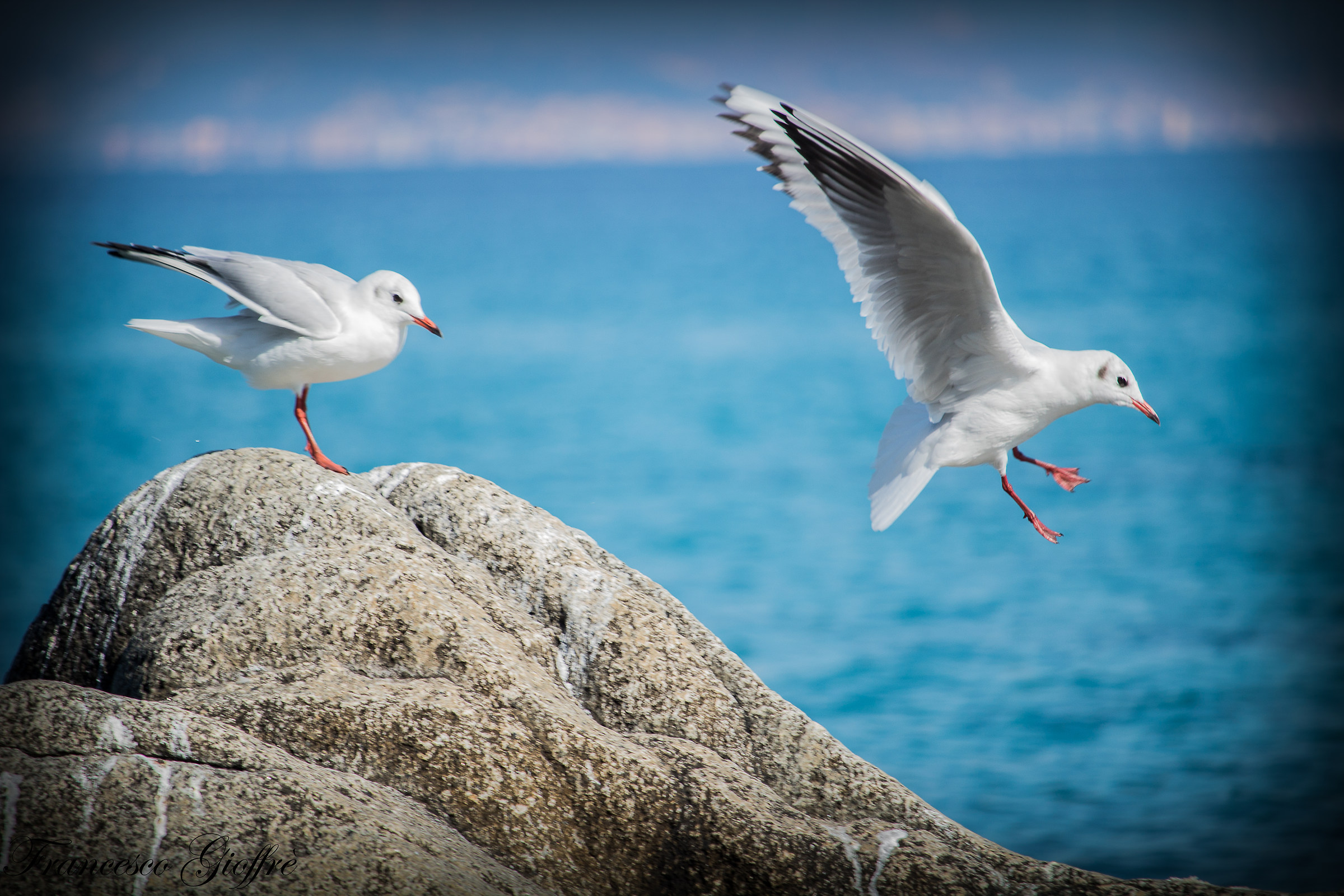 "I'm coming too!" - "No, you do not!&quot...