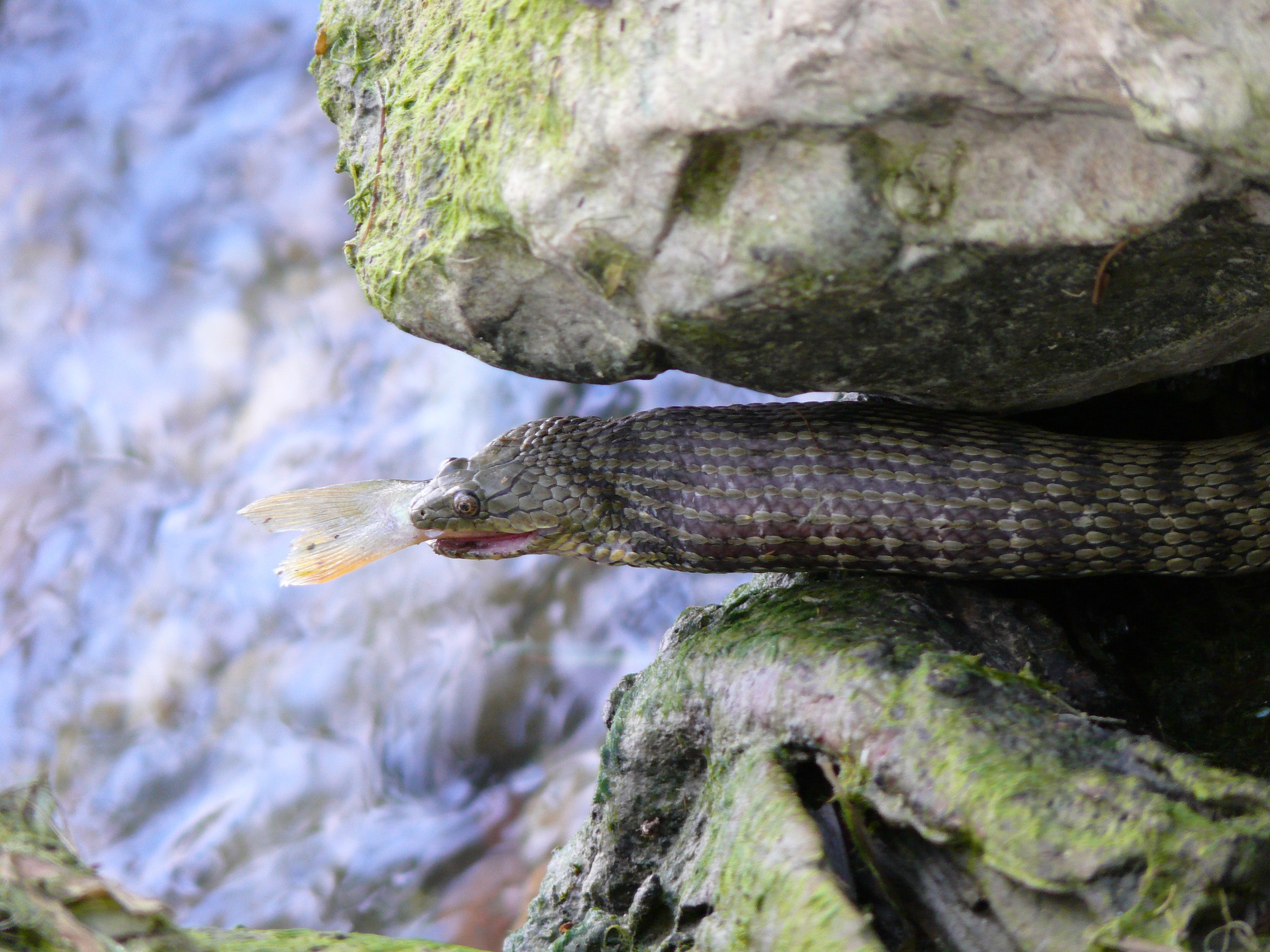 ... buona digestione