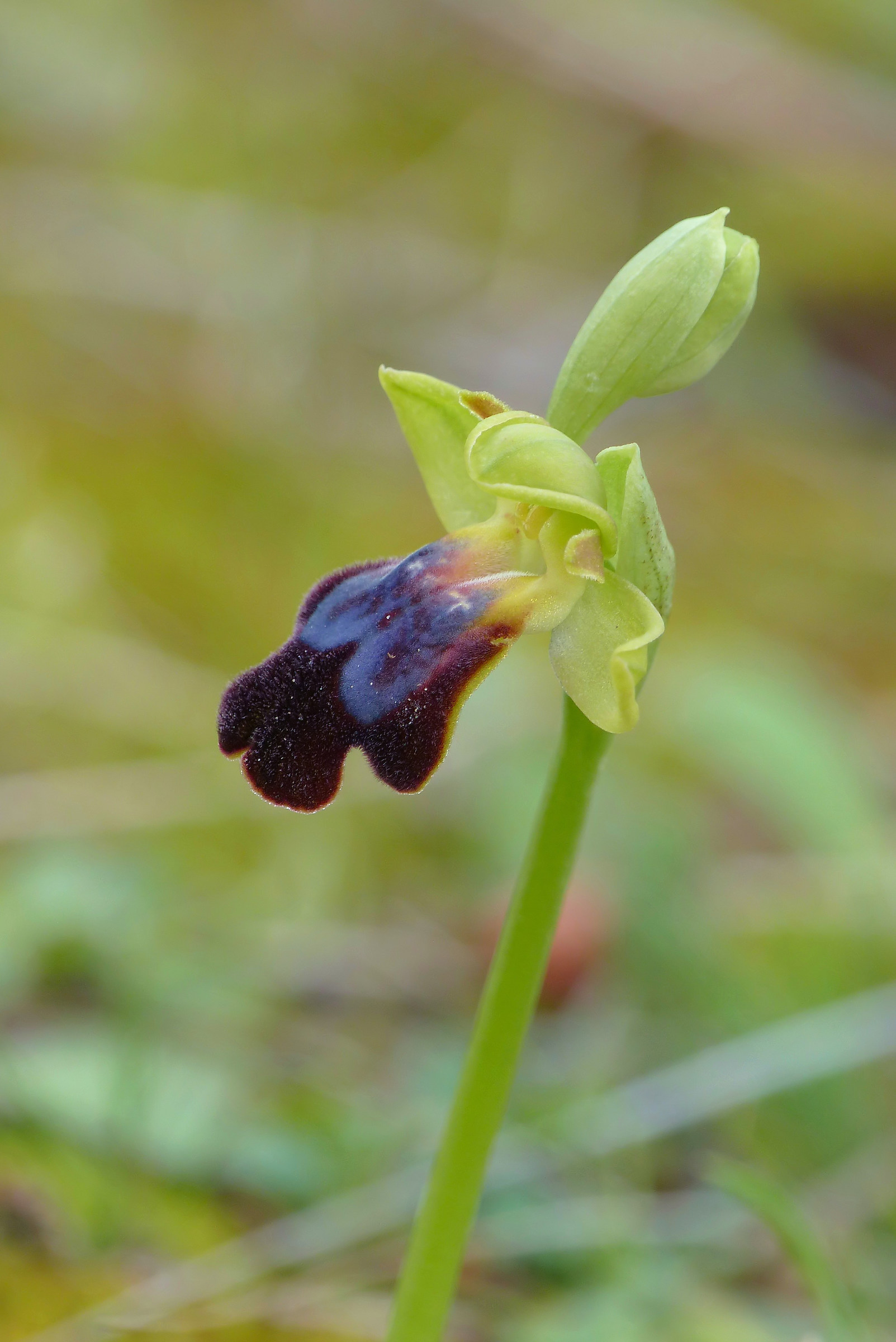 Ophrys eleonorae vs Ophrys lojaconoi