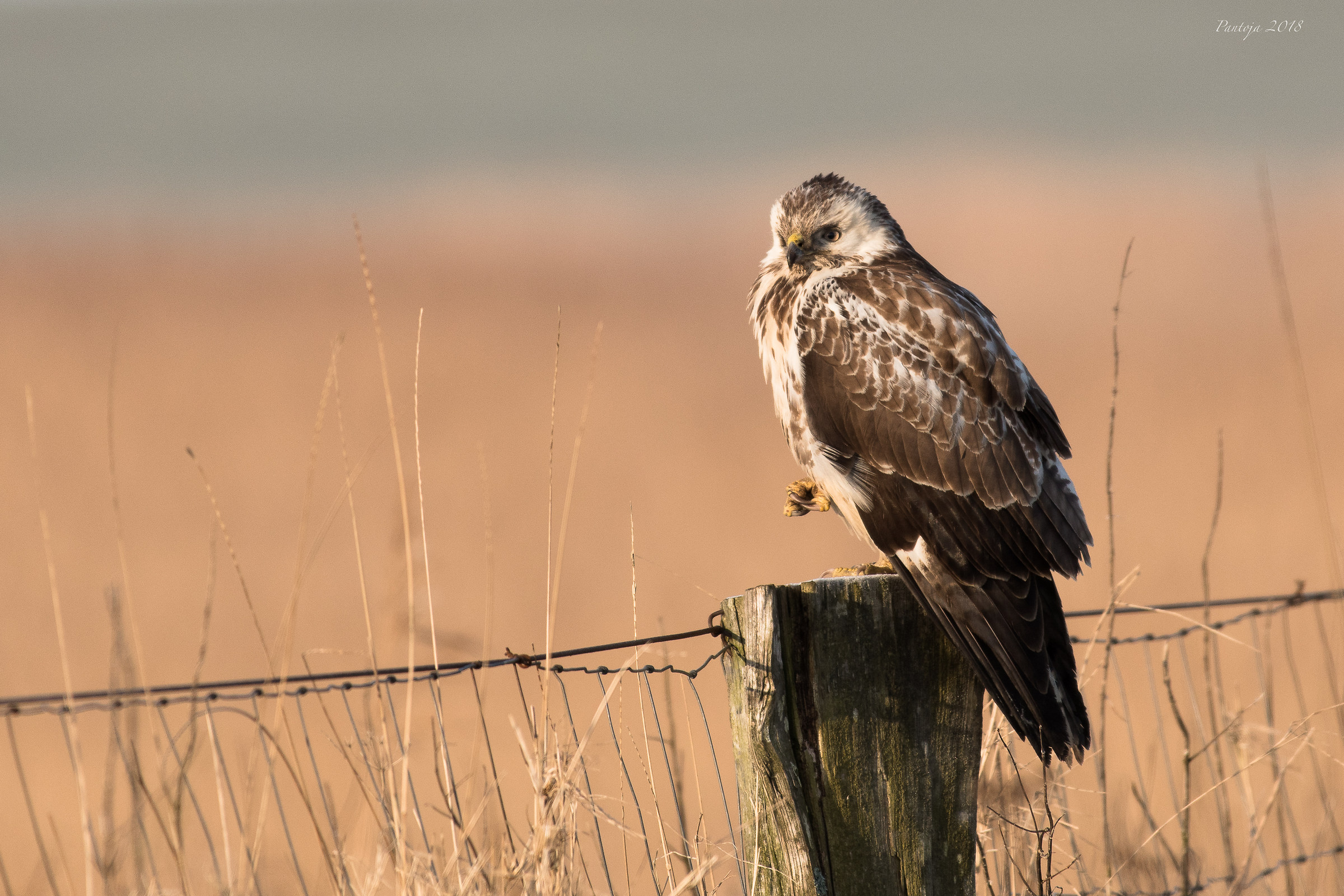 Buzzard