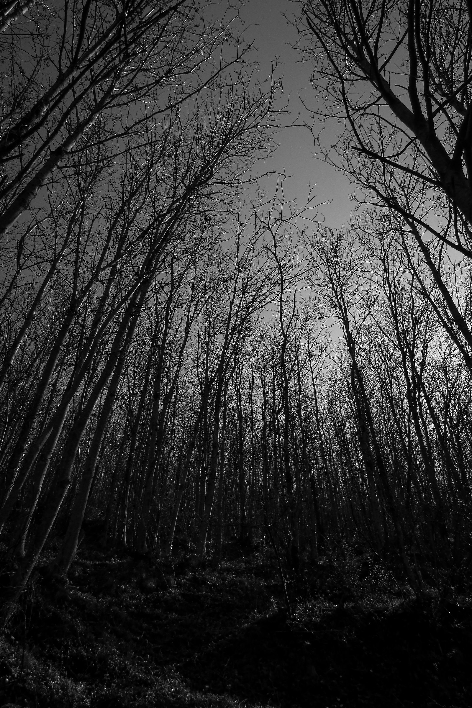 Aspettando il Risveglio