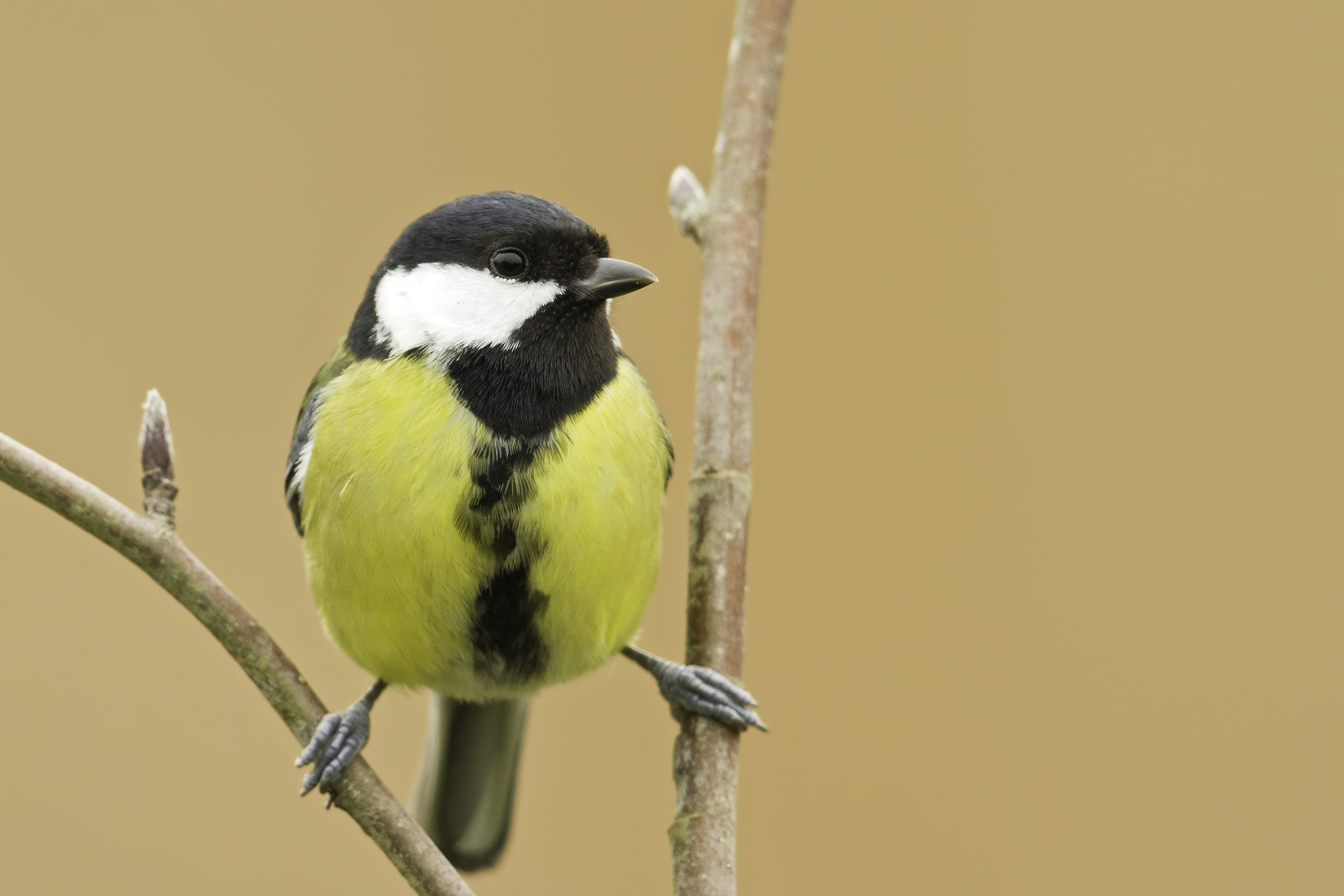 Parus major