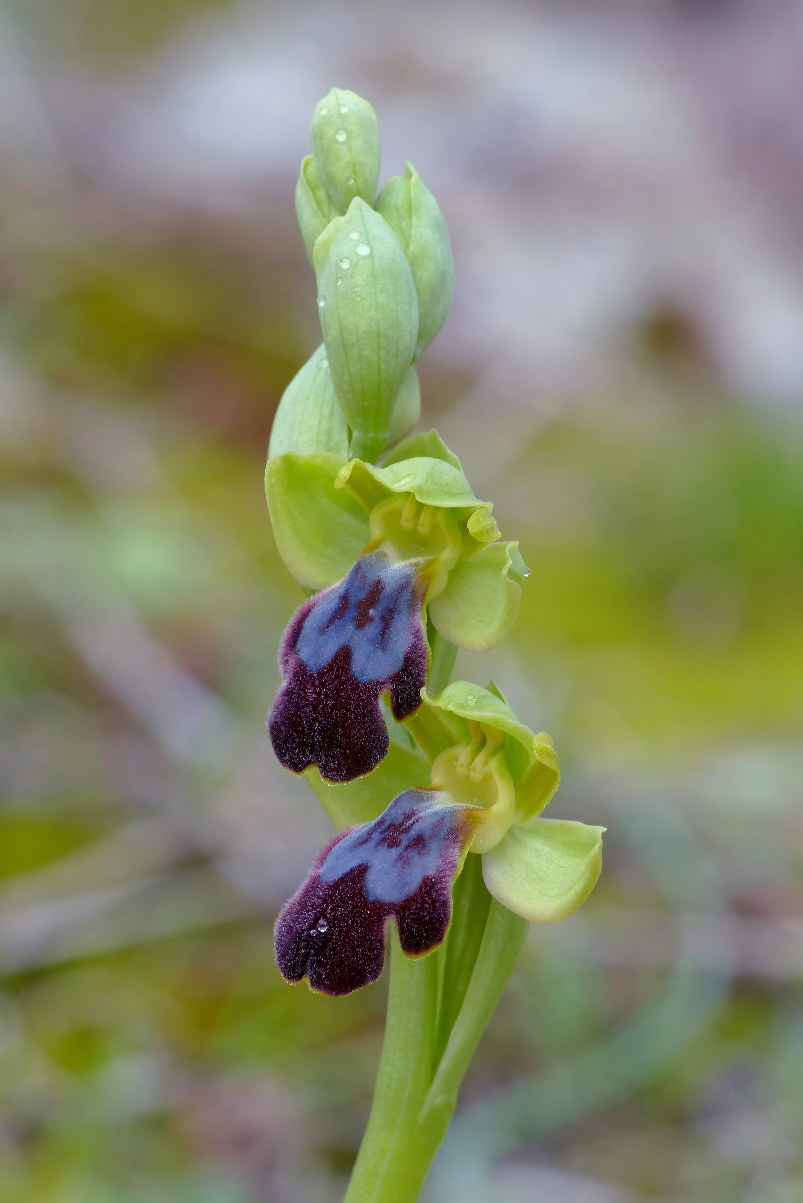 Ophrys eleonorae vs Ophrys lojaconoi
