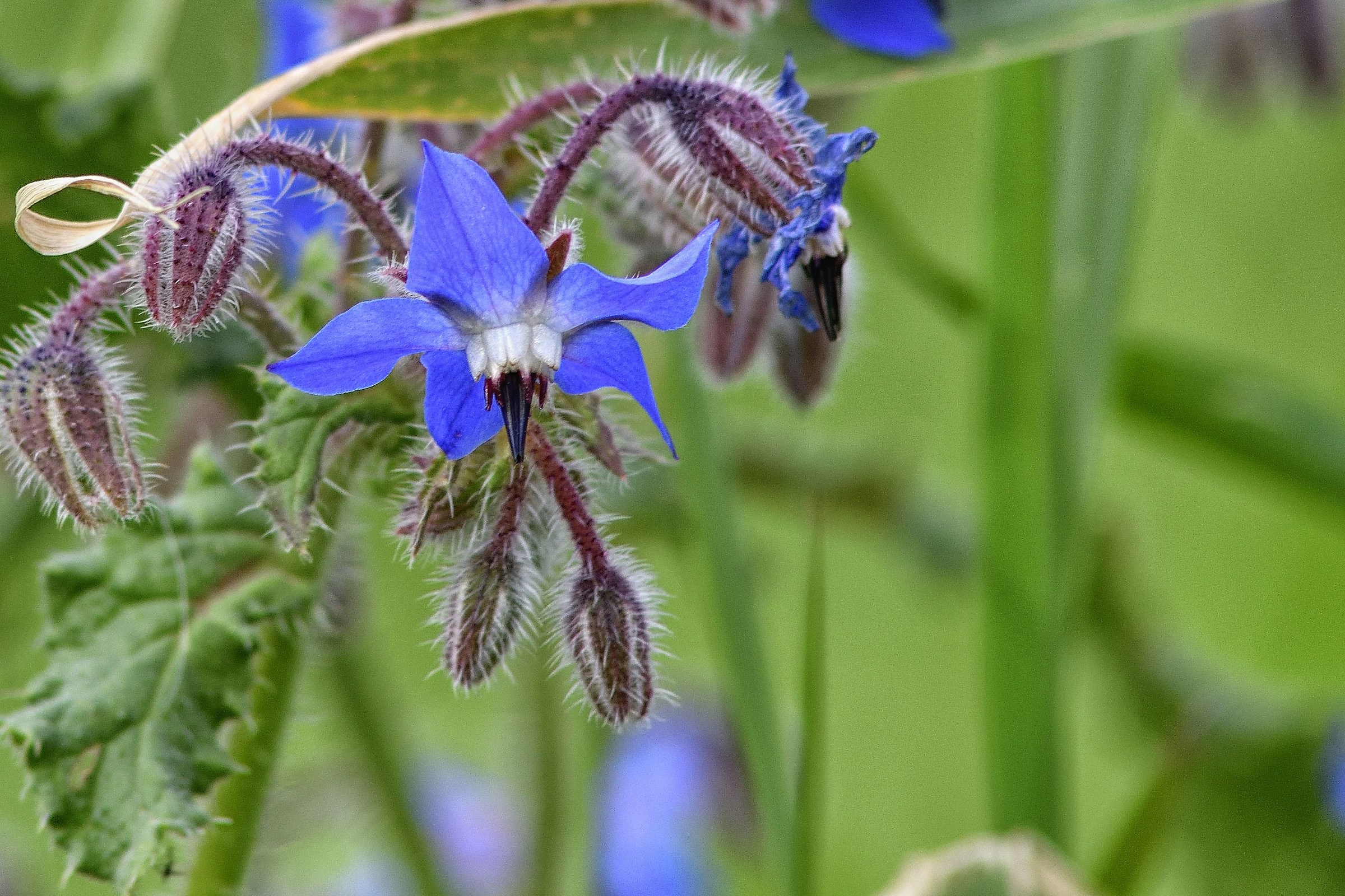 also "the vurrani" know how to amaze!