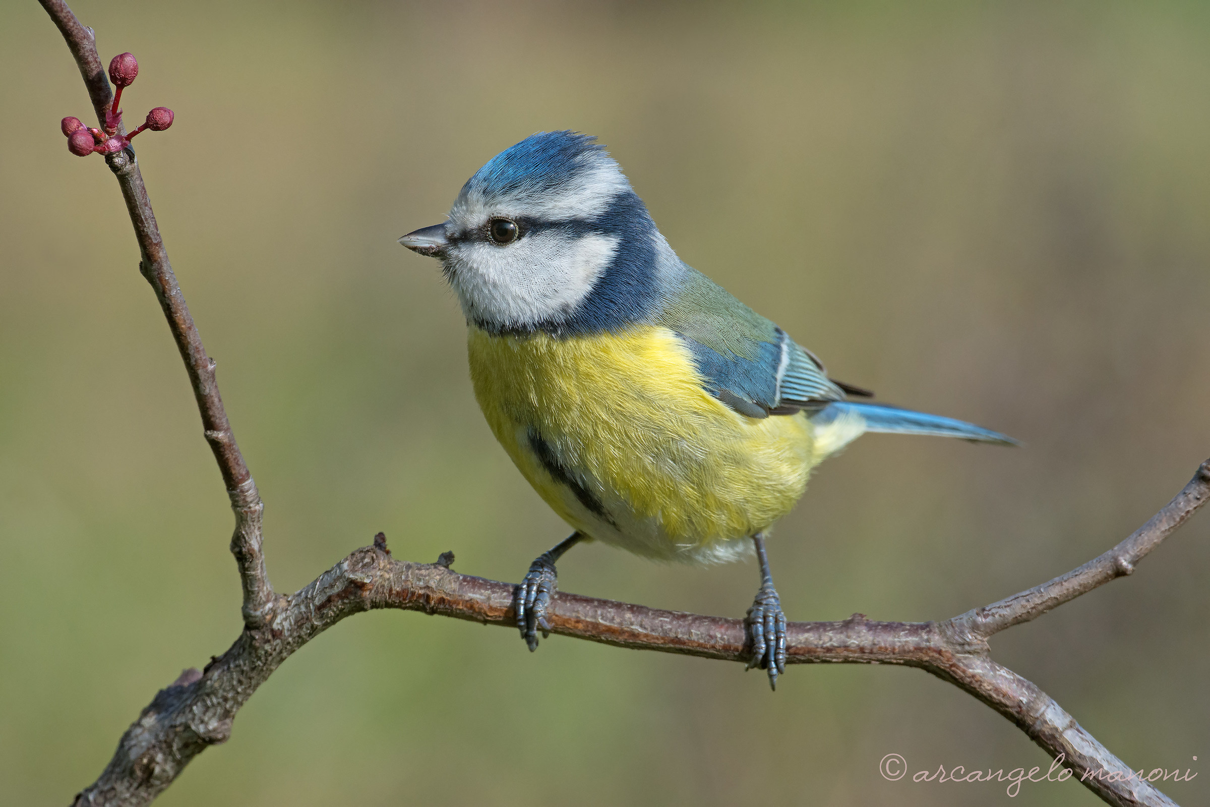 Waiting for it to bloom