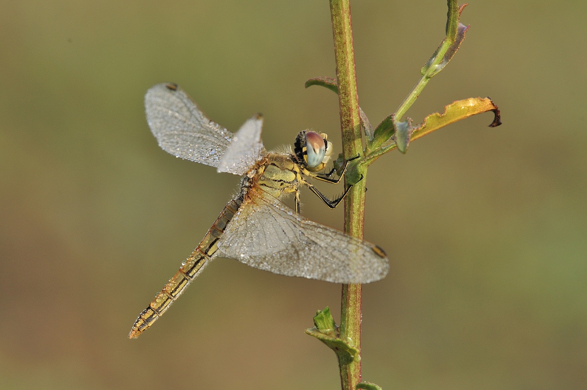 femmina di Sympetrum fonscolombii (Selys, 1840) - Libel