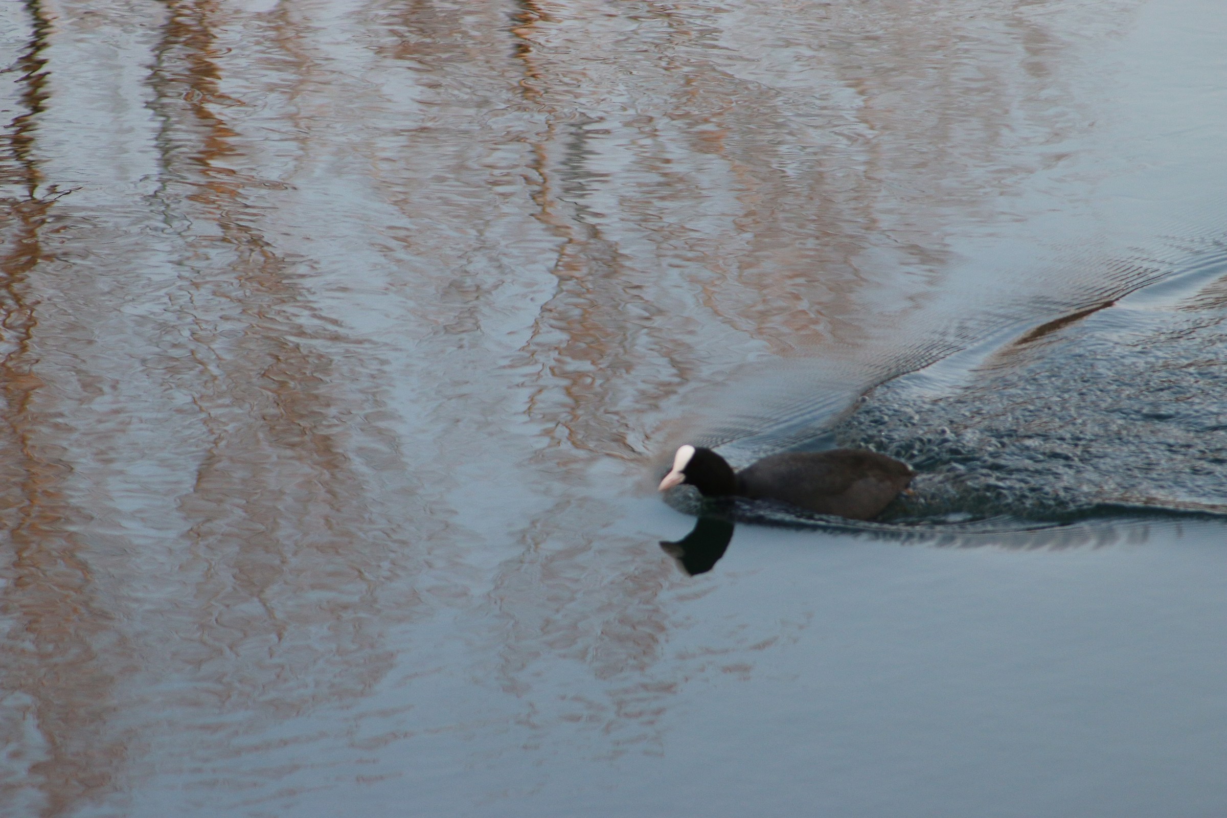 lo svasso con la coda