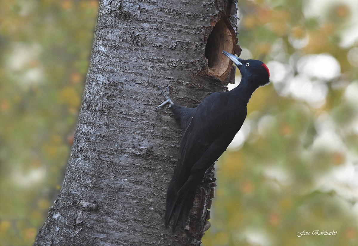 Black woodpecker ... Autumn ...