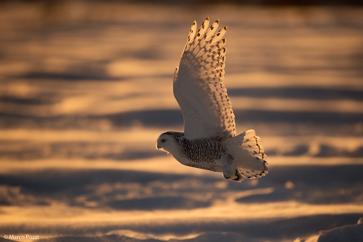 The owl of the sunset