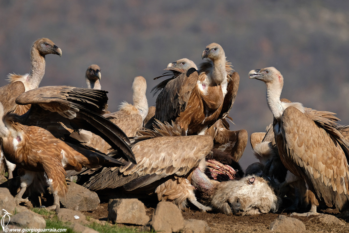 Grifoni al Banchetto