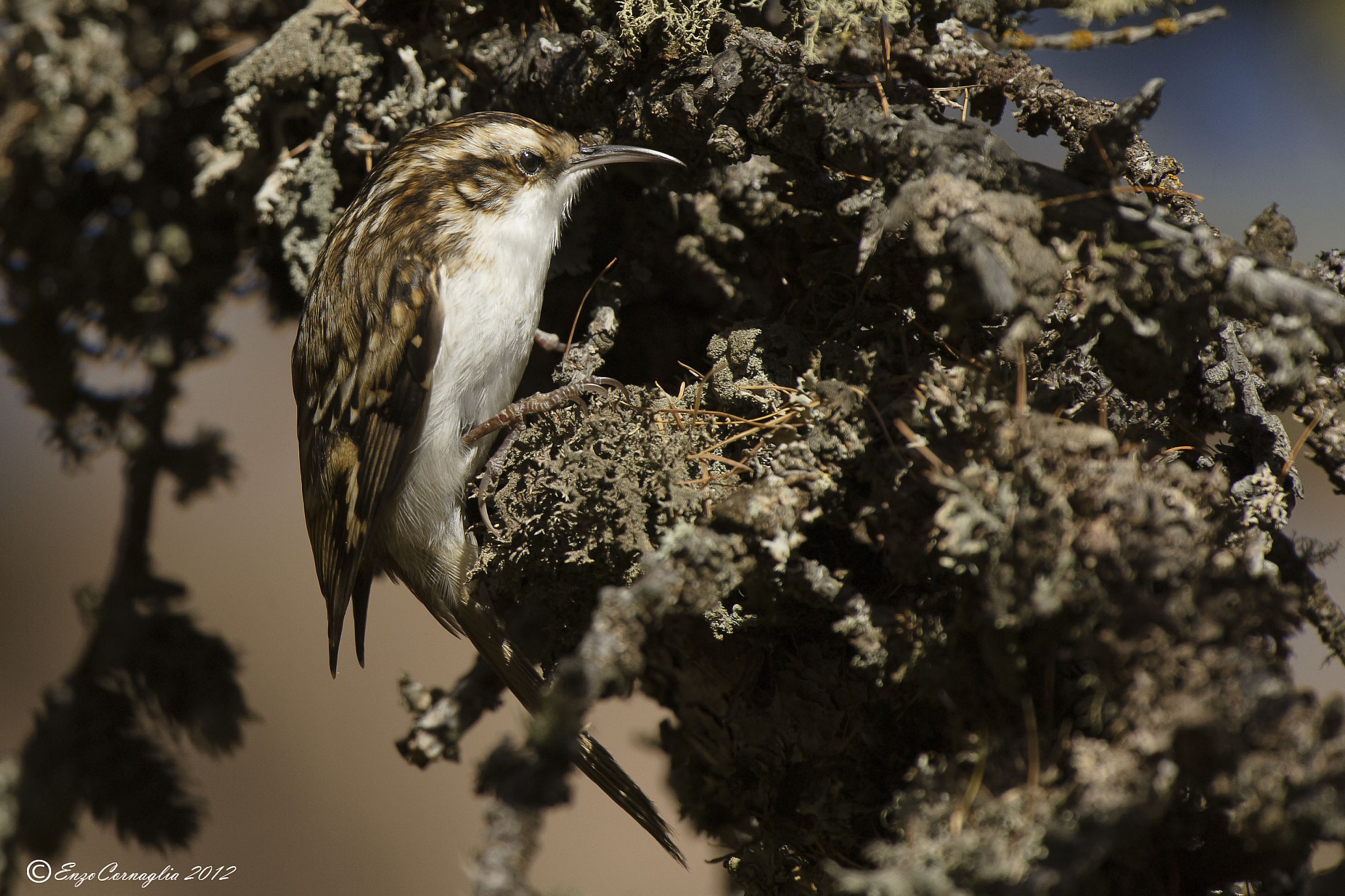 Treecreeper