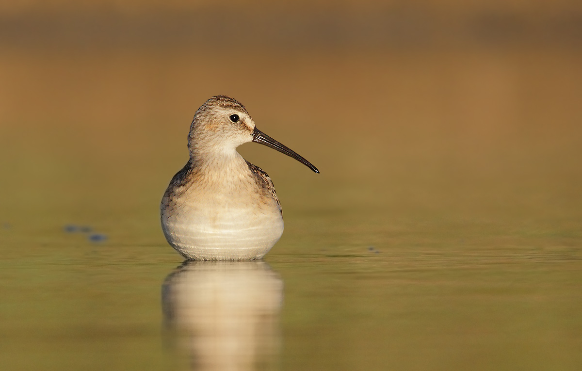 Sandpiper