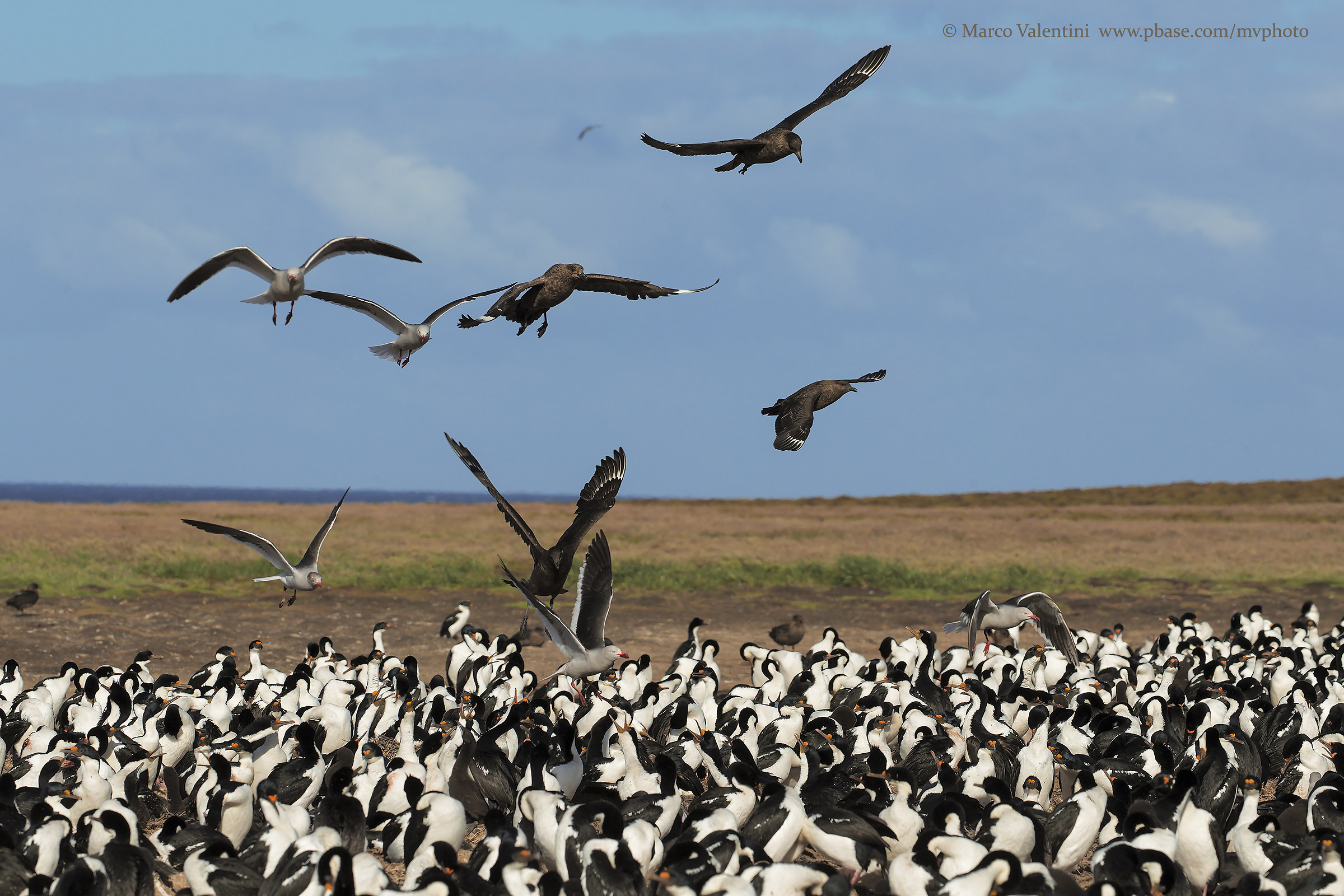 Attack on the colony