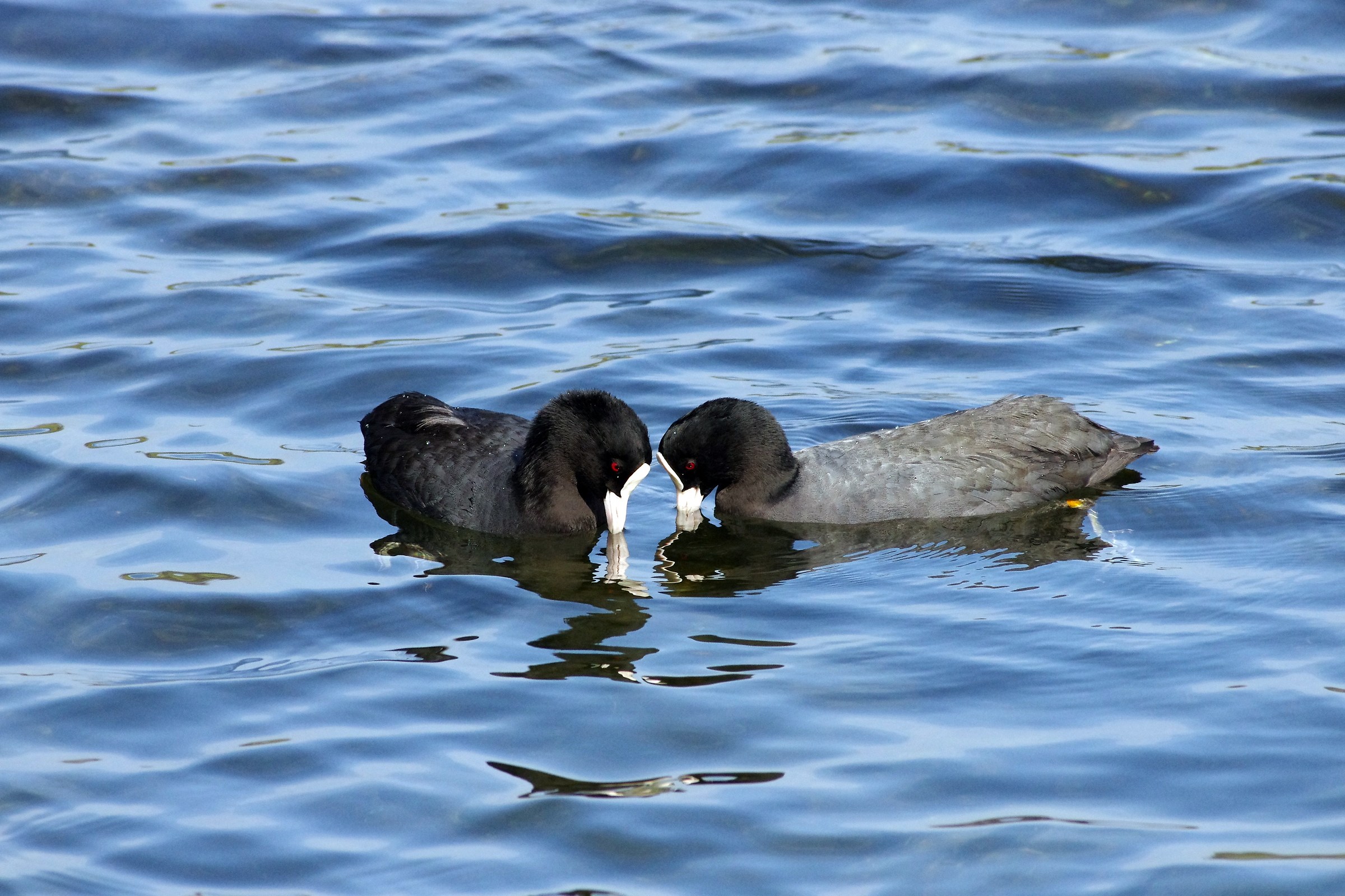 Eurasian Coot
