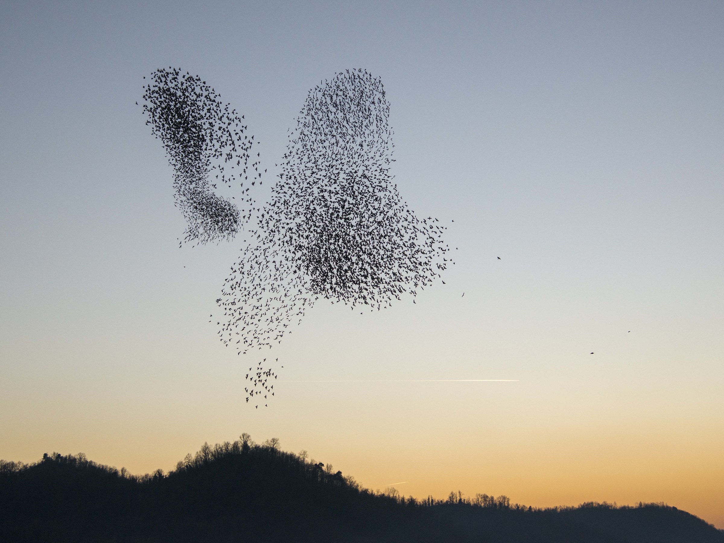 A strange butterfly at sunset