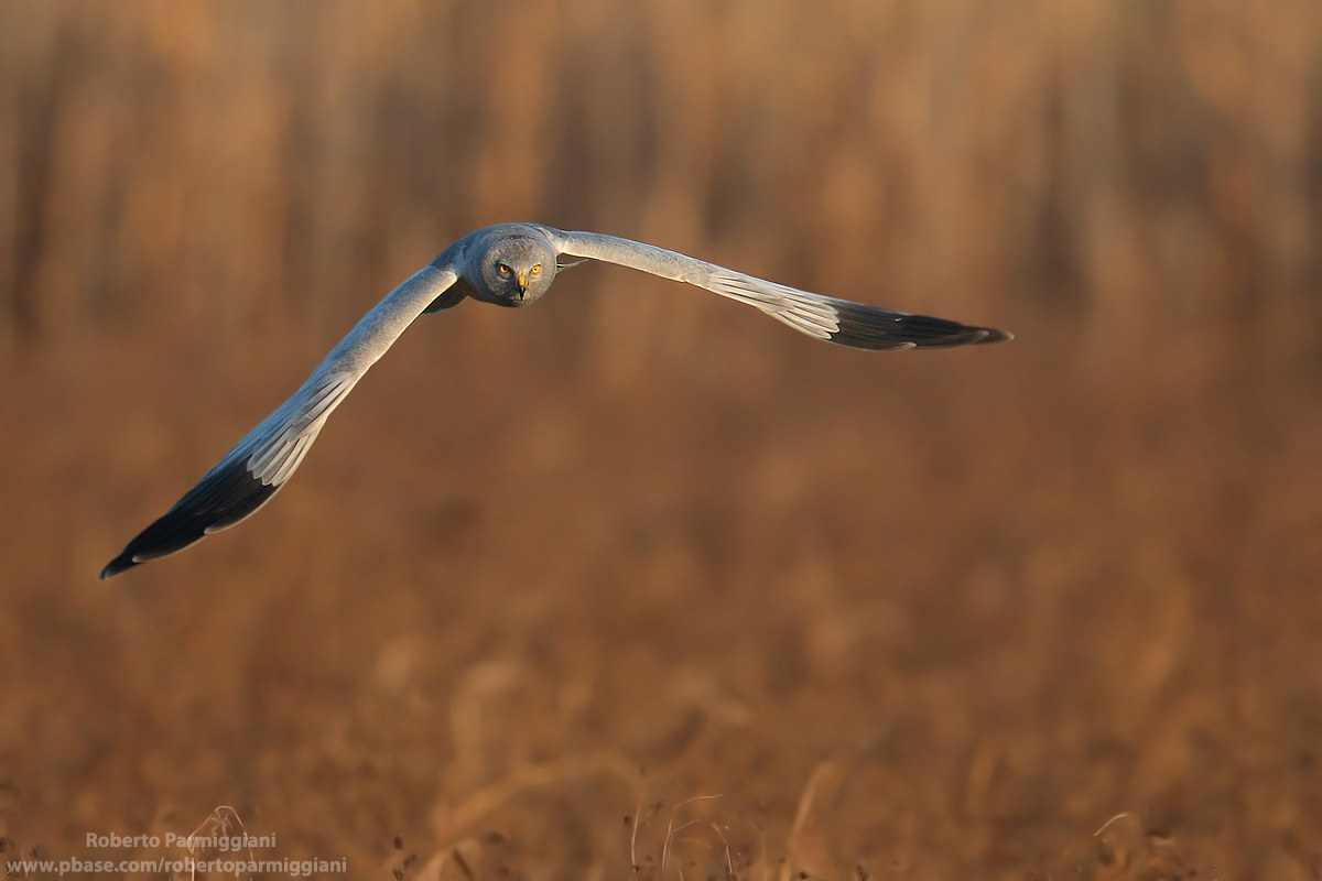 Face to face with the albanella
