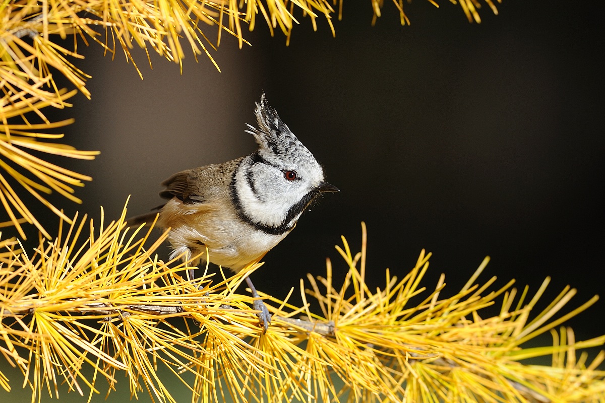 Cincia dal ciuffo in cornice autunnale