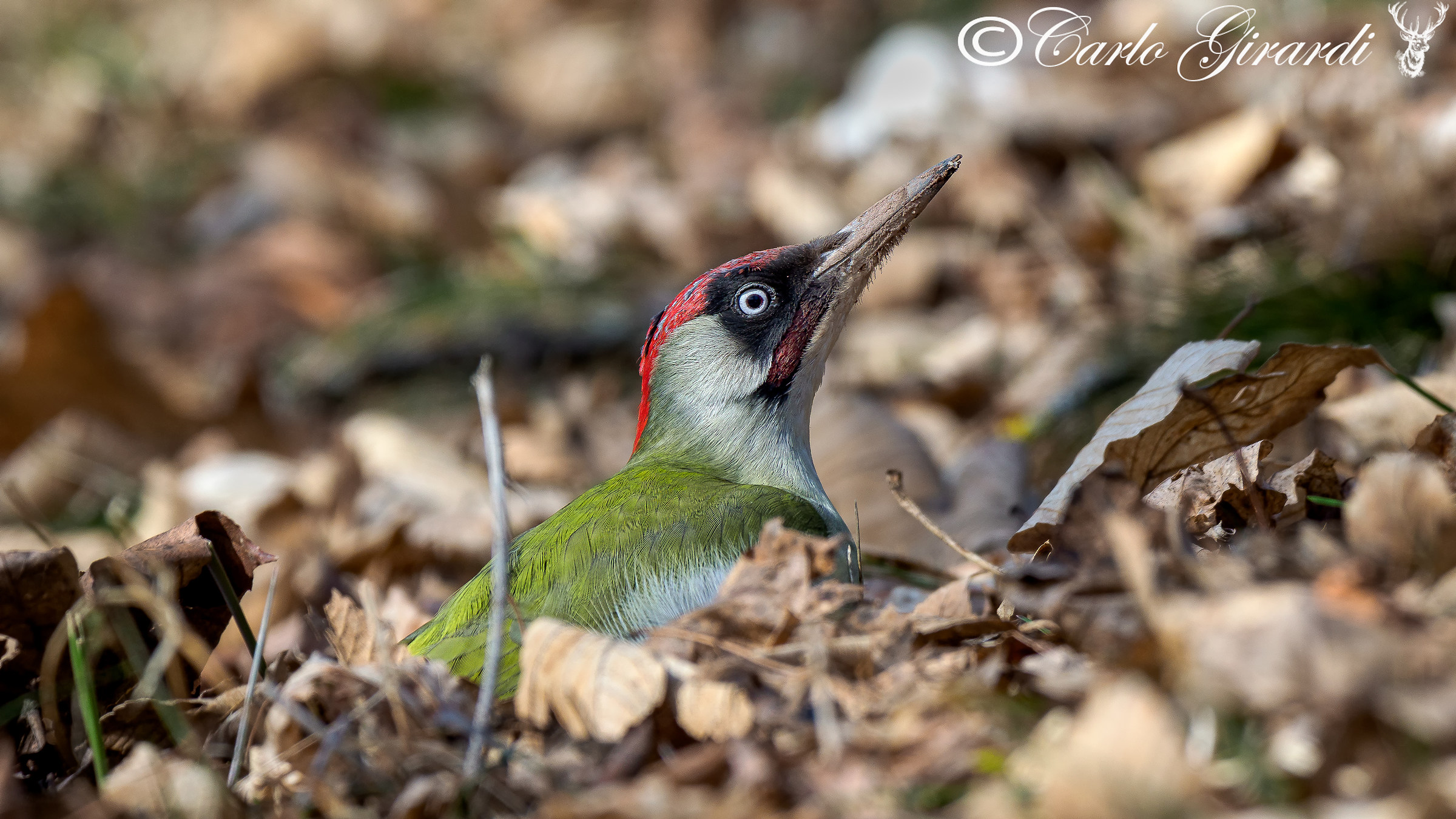 Green Woodpecker
