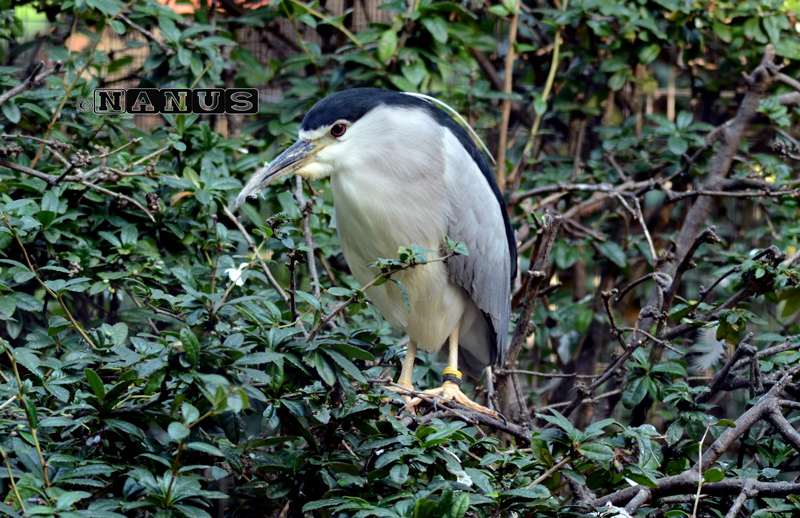 Night Heron