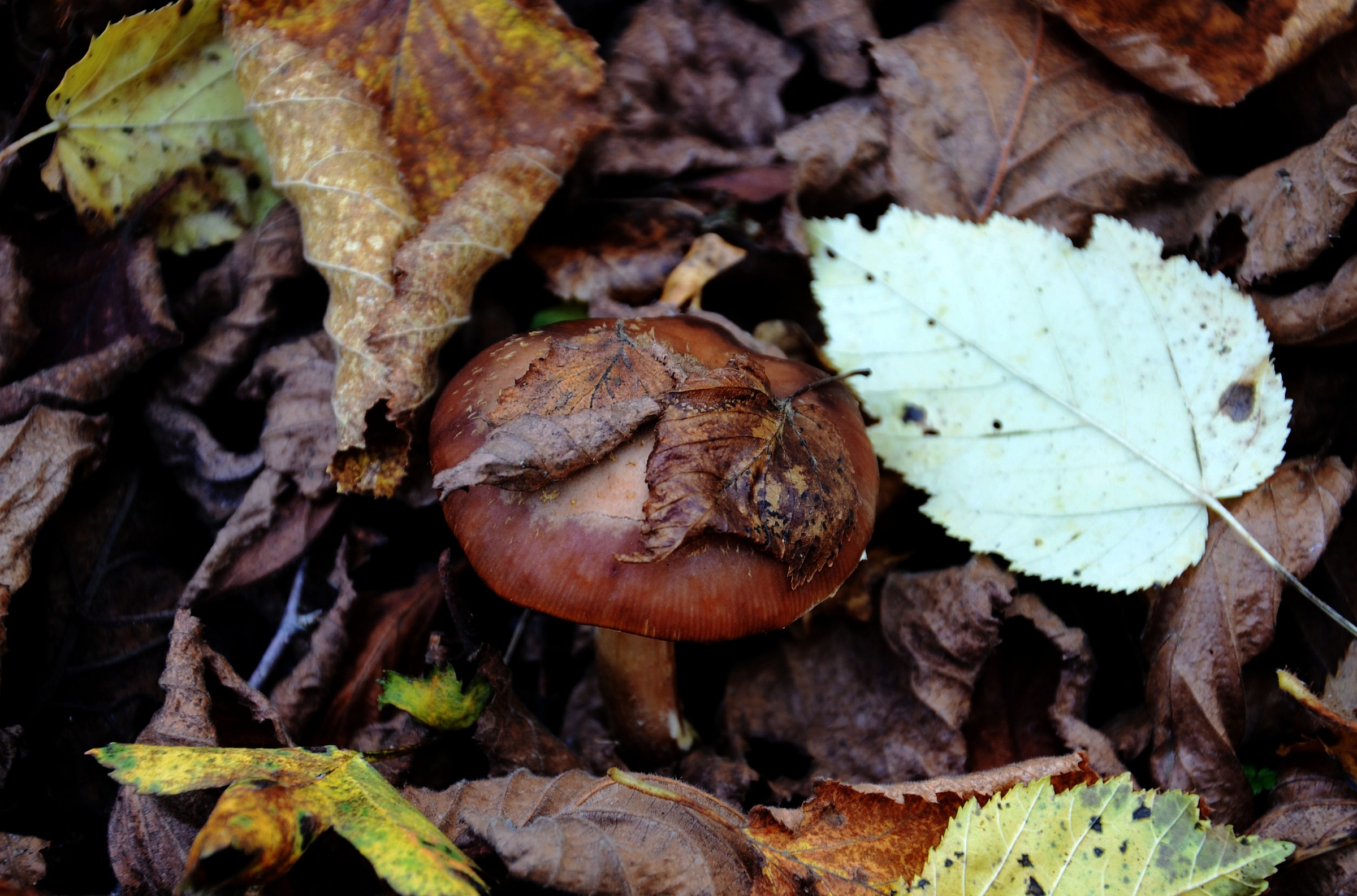 Armillaria mellea (?????????????)