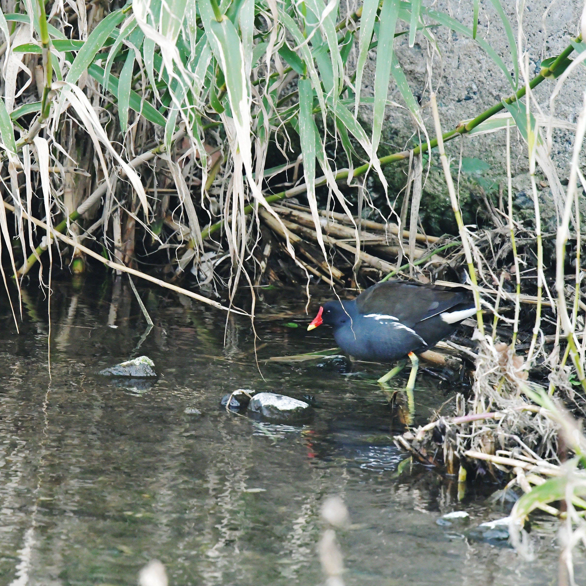 gallinella sul branega