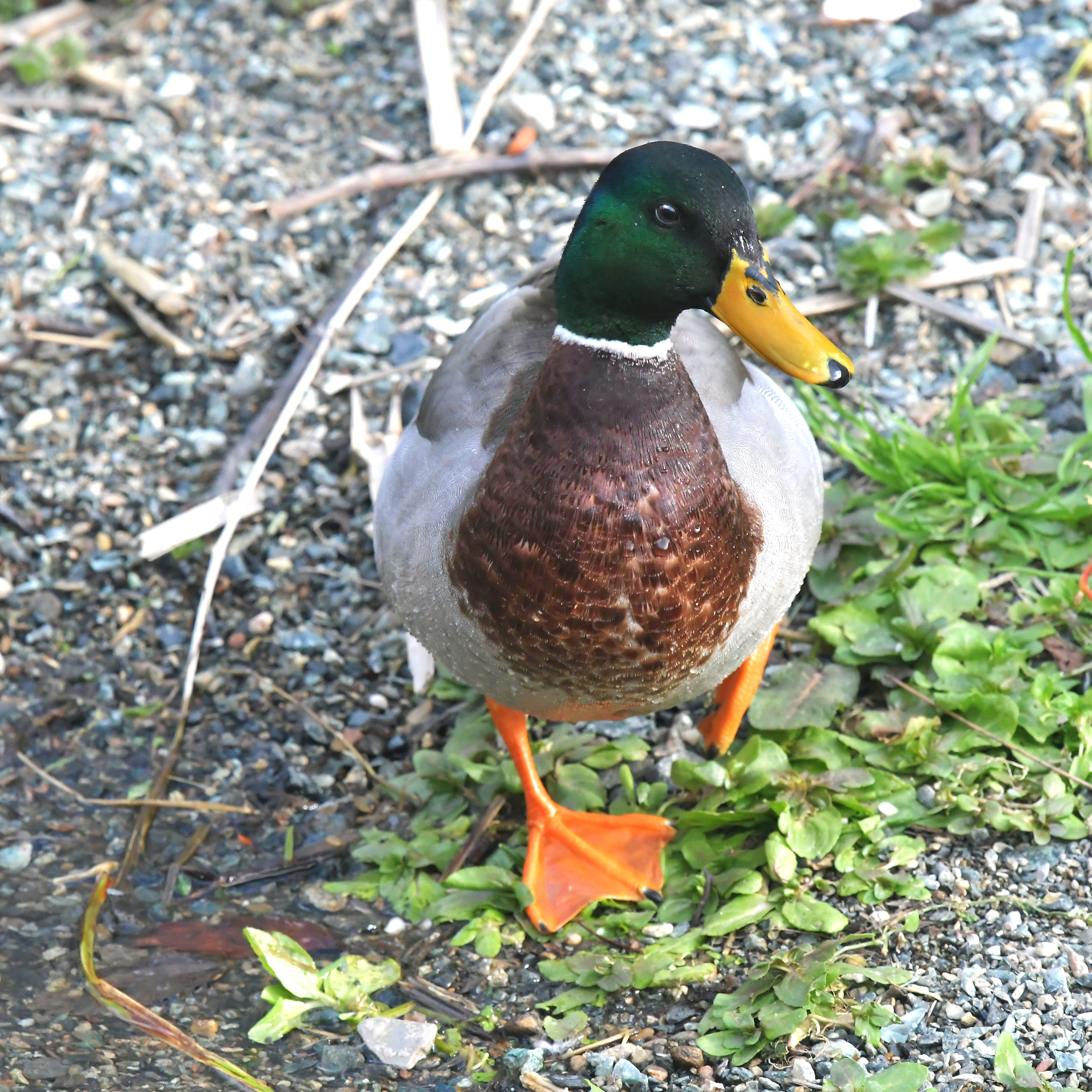 papera socievole uno