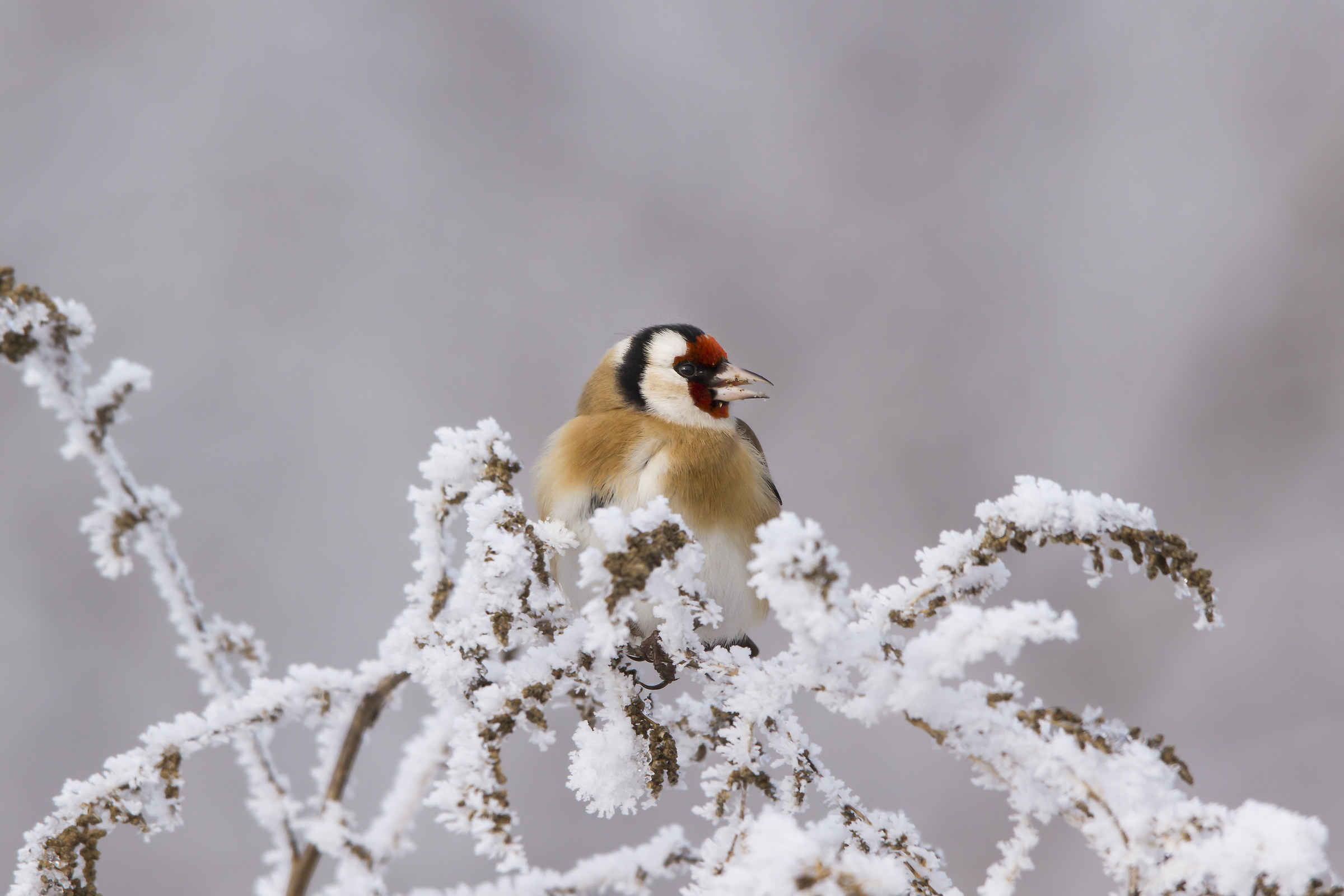 goldfinch