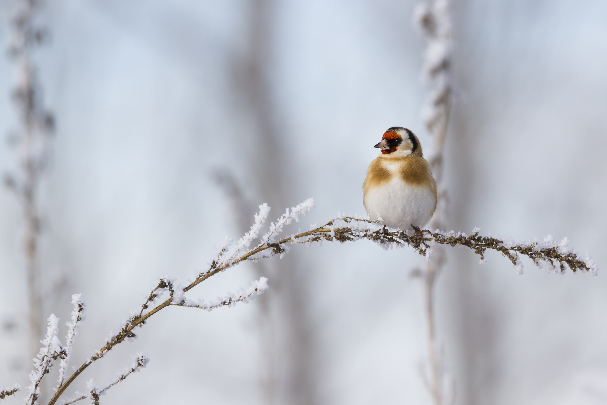 goldfinch