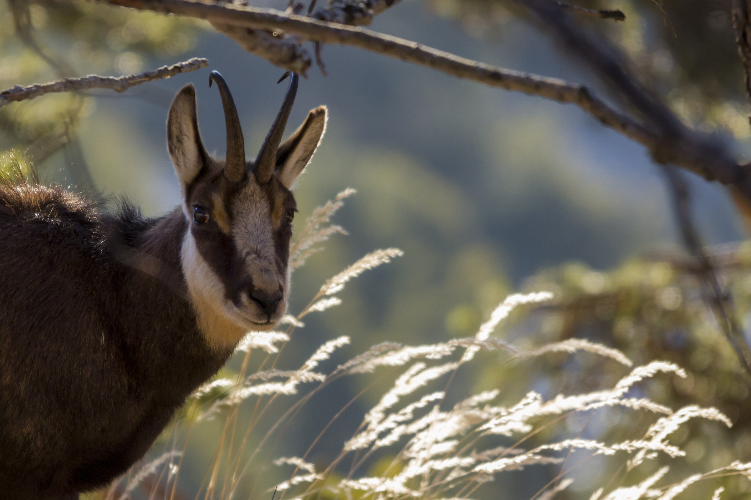 chamois