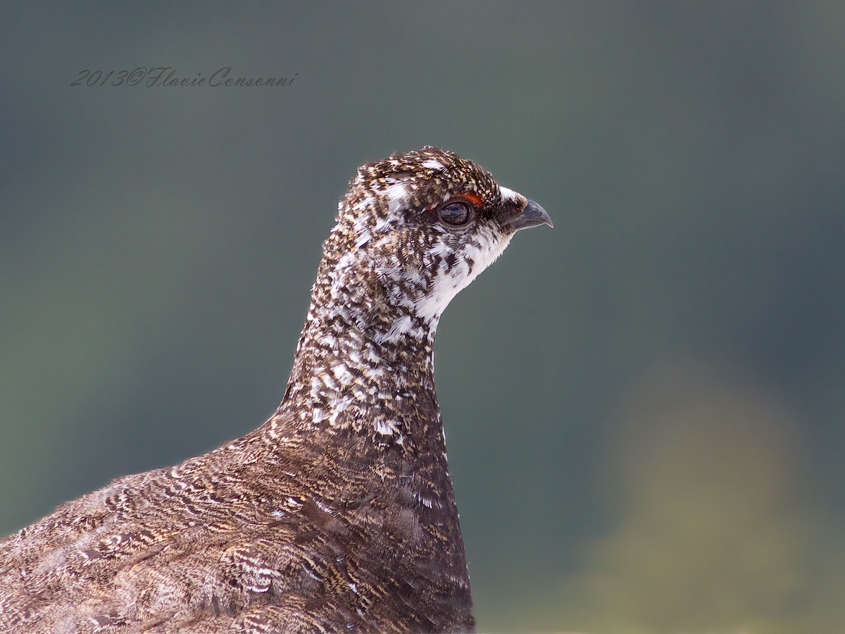 Face to face with the Ptarmigan