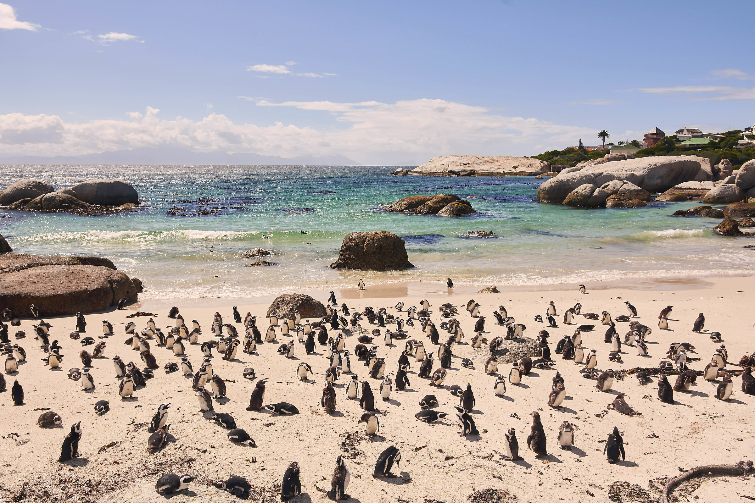 Jack Ass Penguins at Boulders Beach