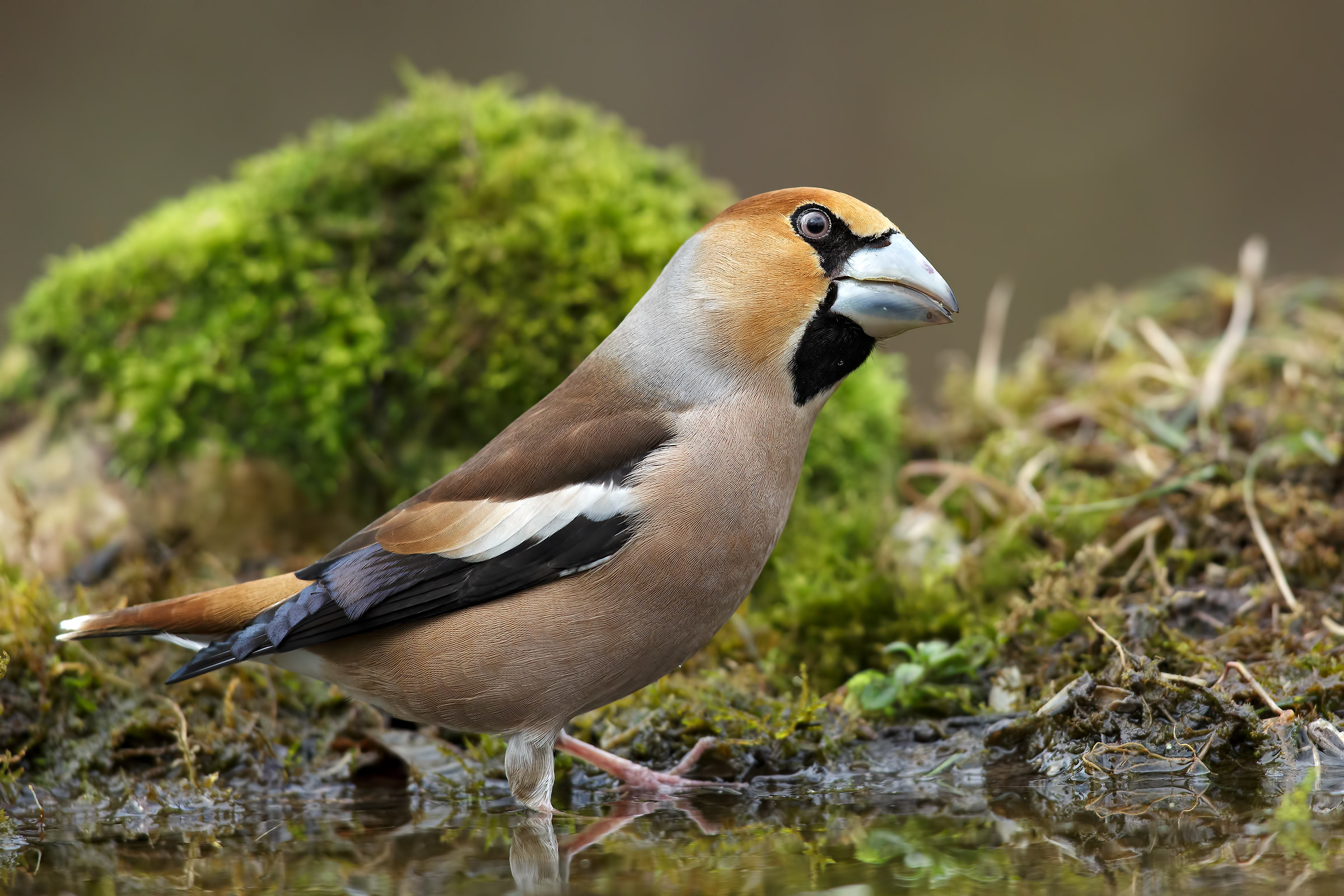 Grosbeak