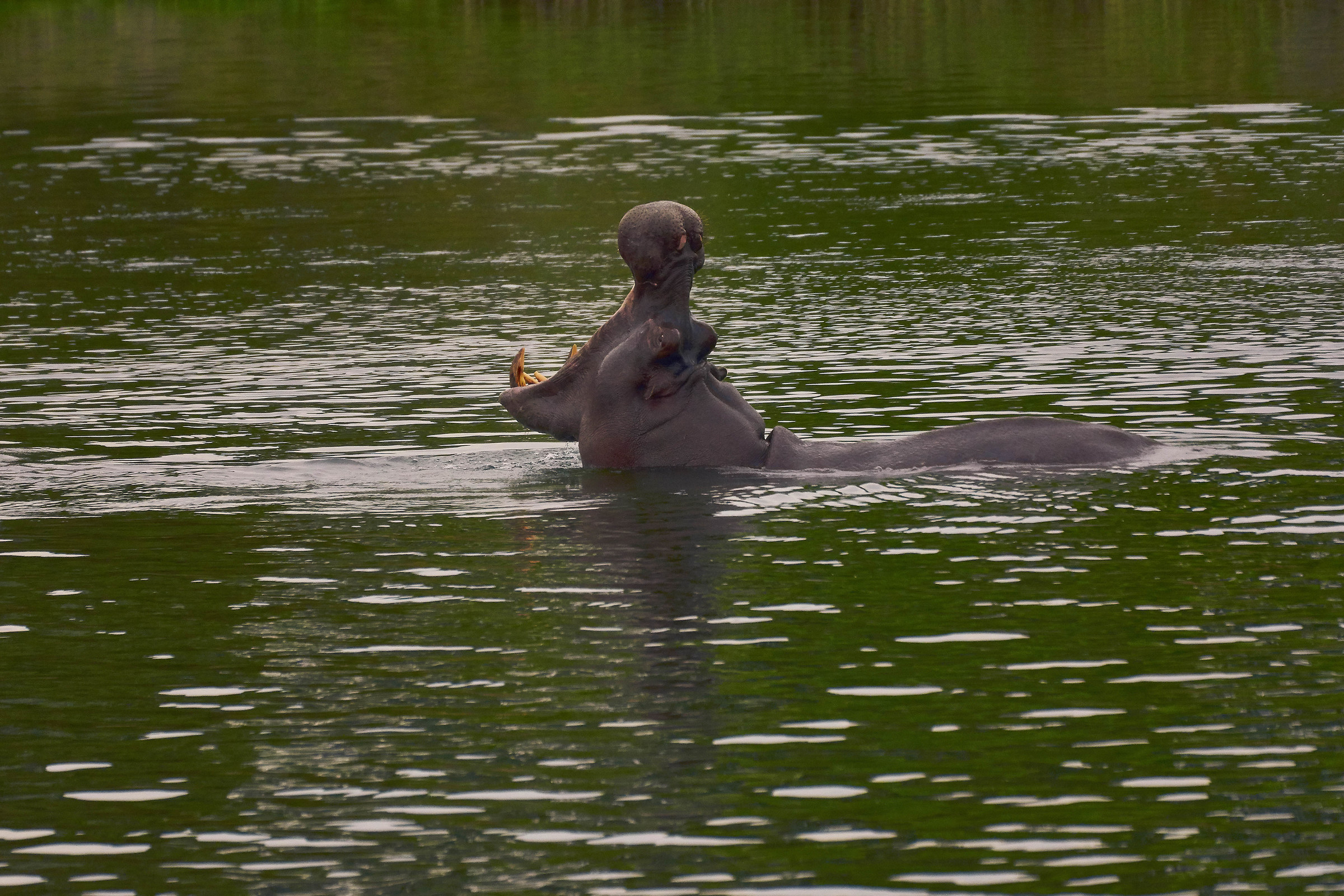 Hippopotamus in the Zambezi