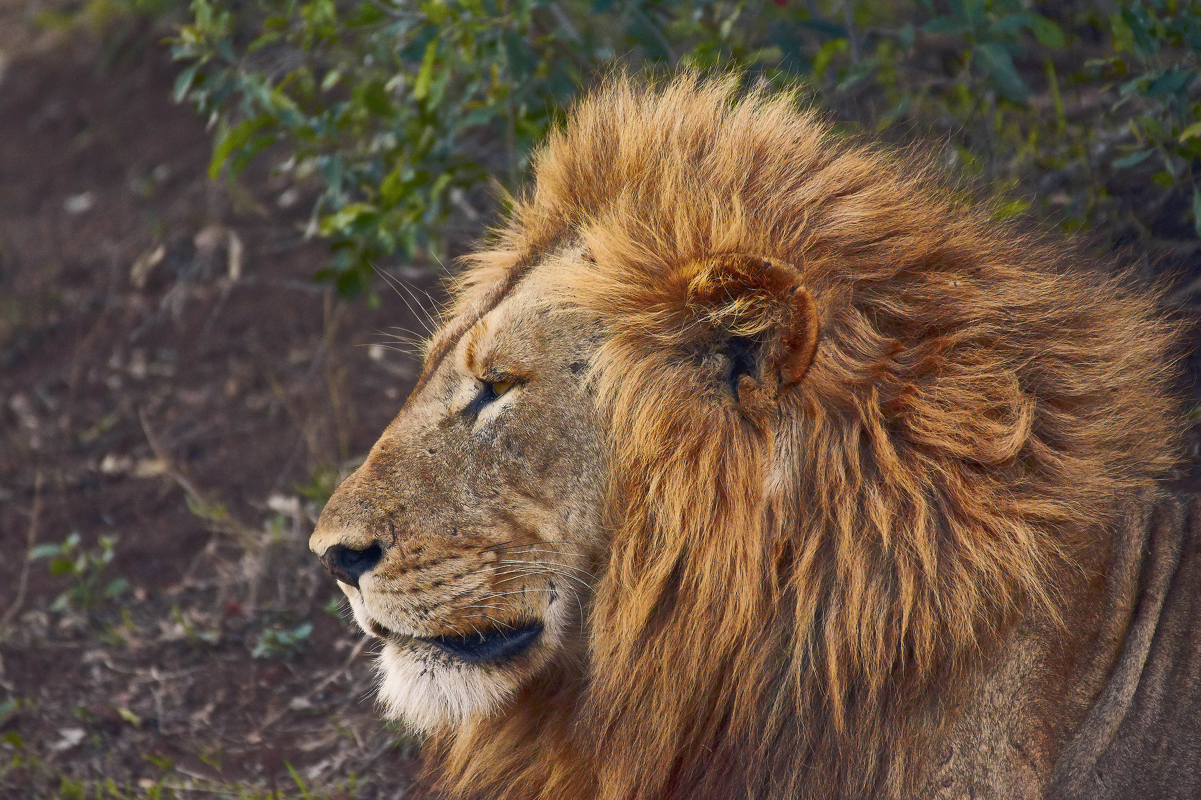 Il profilo del re della savana al Parco Kruger